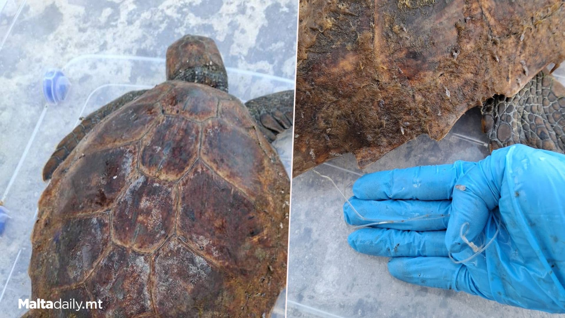 Turtle ‘Andrea’ Rescued From Crystal Lagoon
