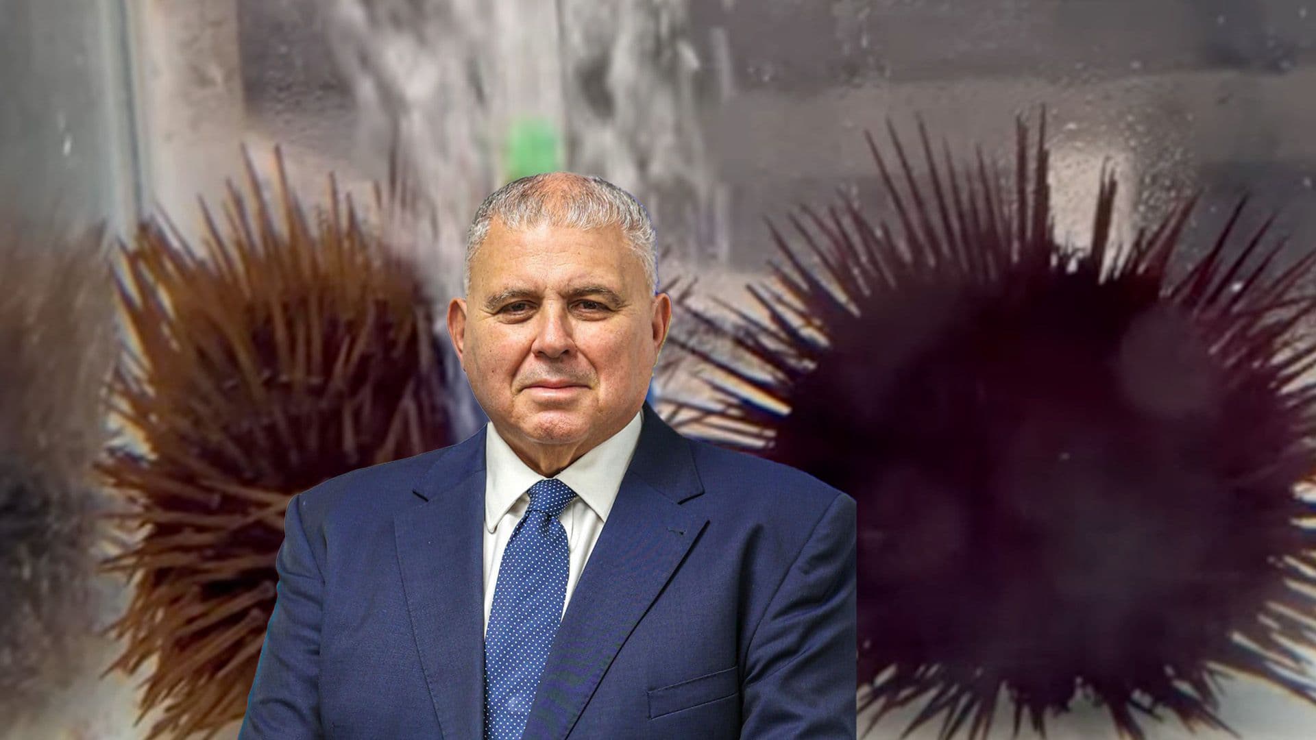 Sea Urchin Eggs Hatched For 1st Time In Aquatic Resources Malta Lab