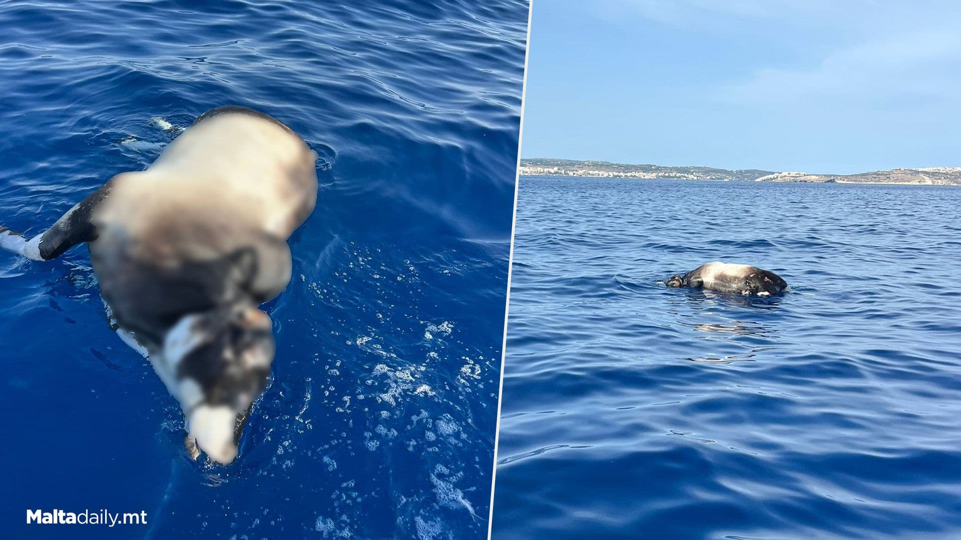 Cow Carcass Spotted Floating Off Coast Of Mellieħa
