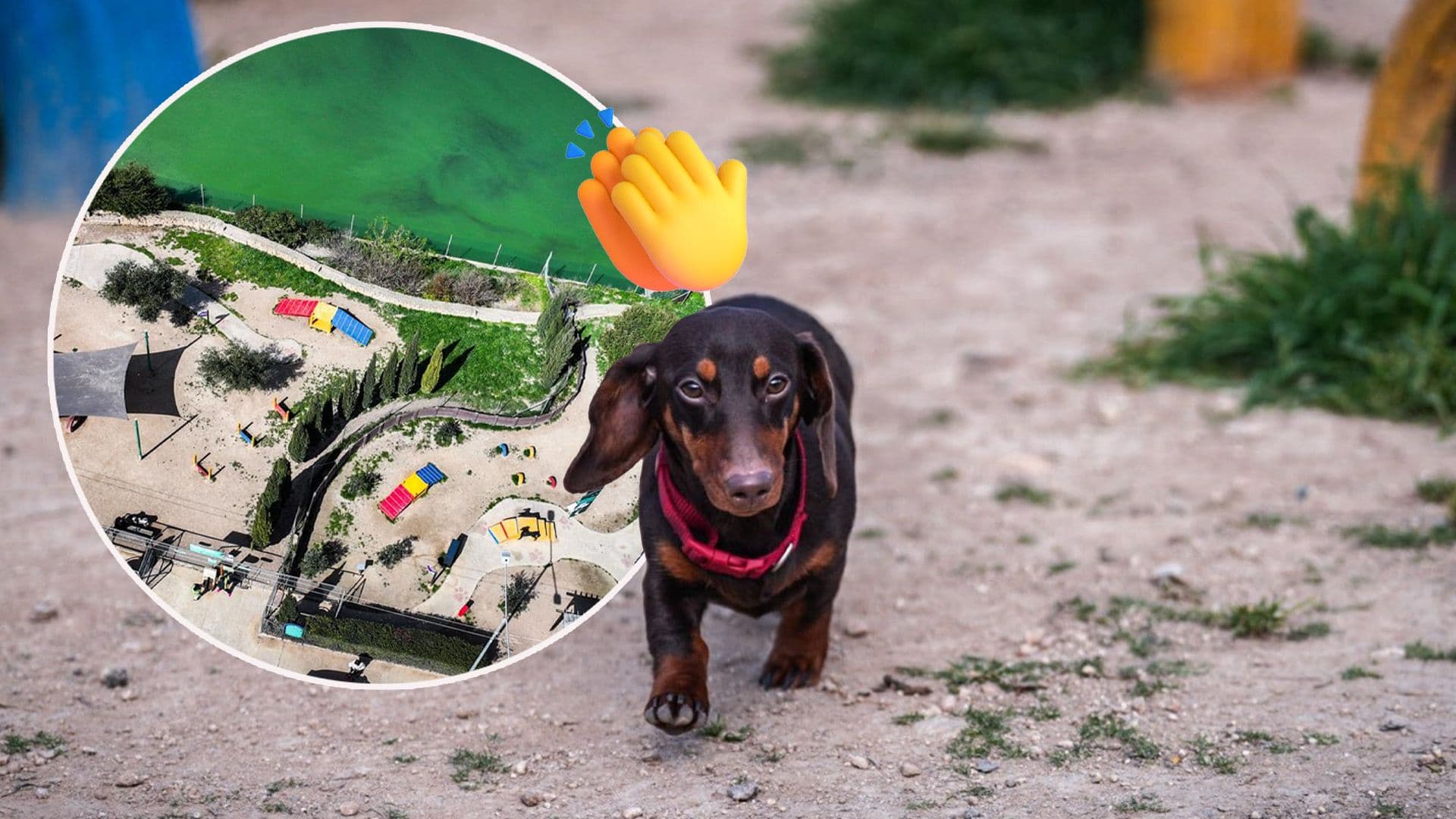 Local Councils Can Now Apply For Pet Friendly Open Spaces Funding