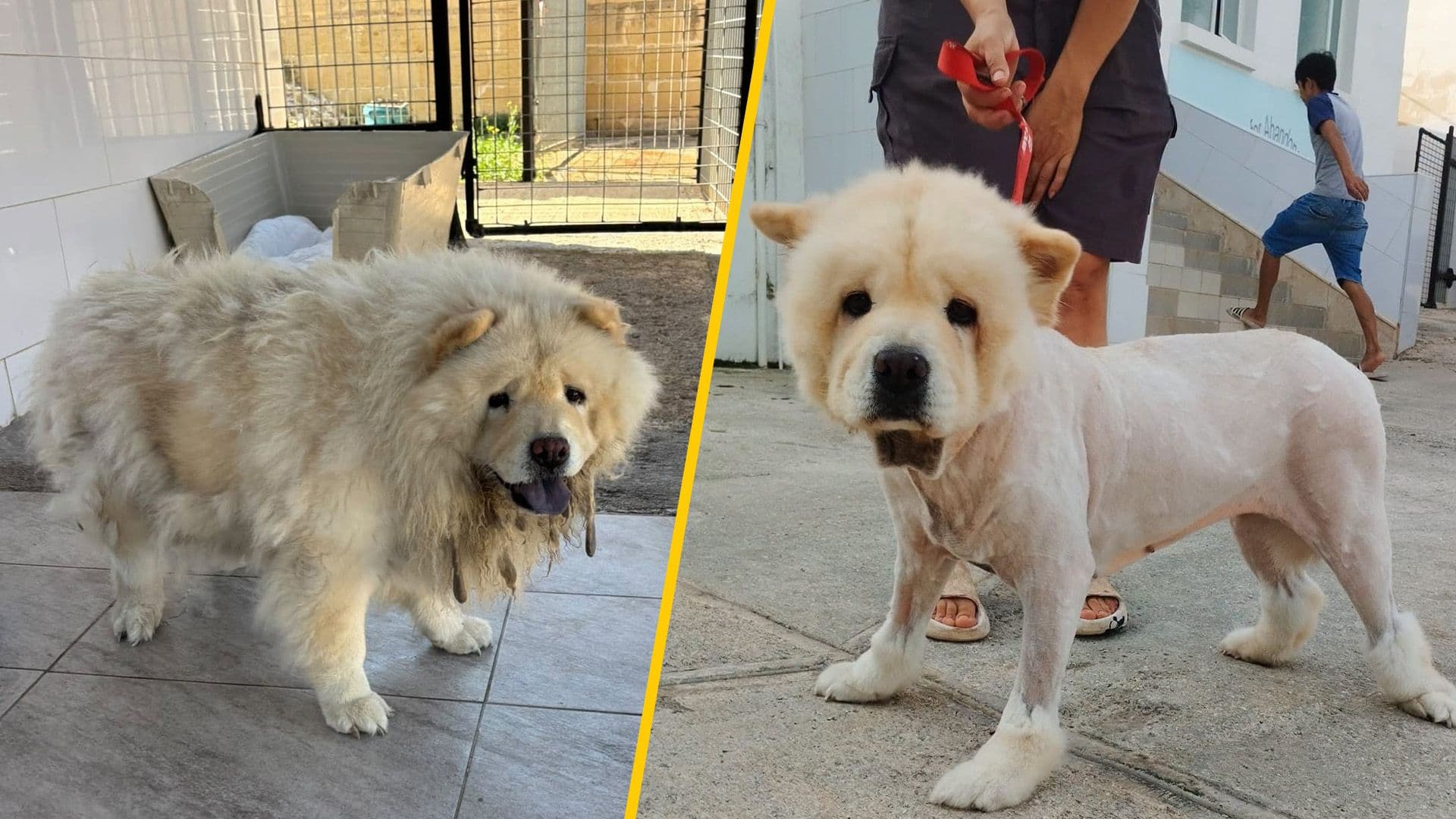 Neglected Rescue Dog Bianca Receives Full Makeover On Her Journey To Rehabilitation