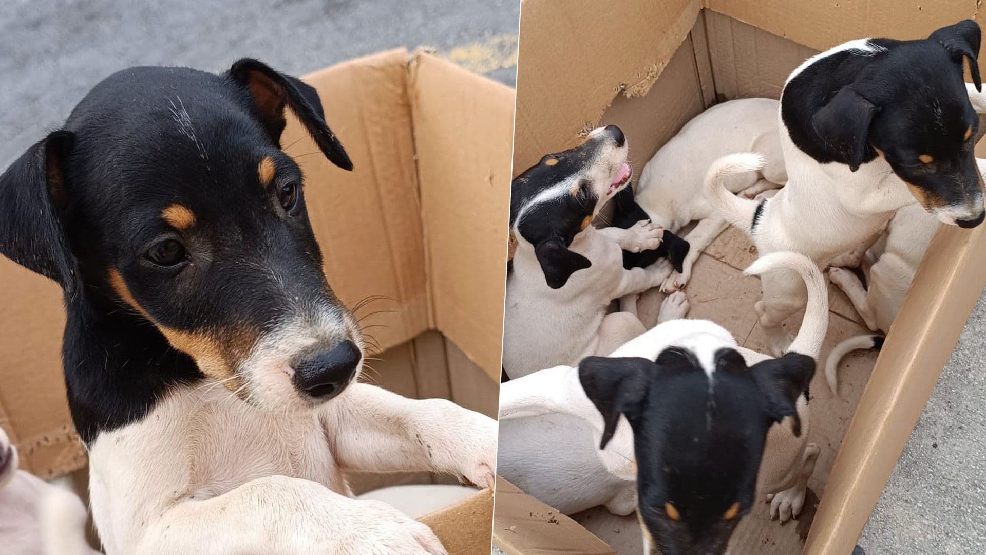 Two Boxes Of 5 Puppies Covered In Ticks Brought In By Shelter