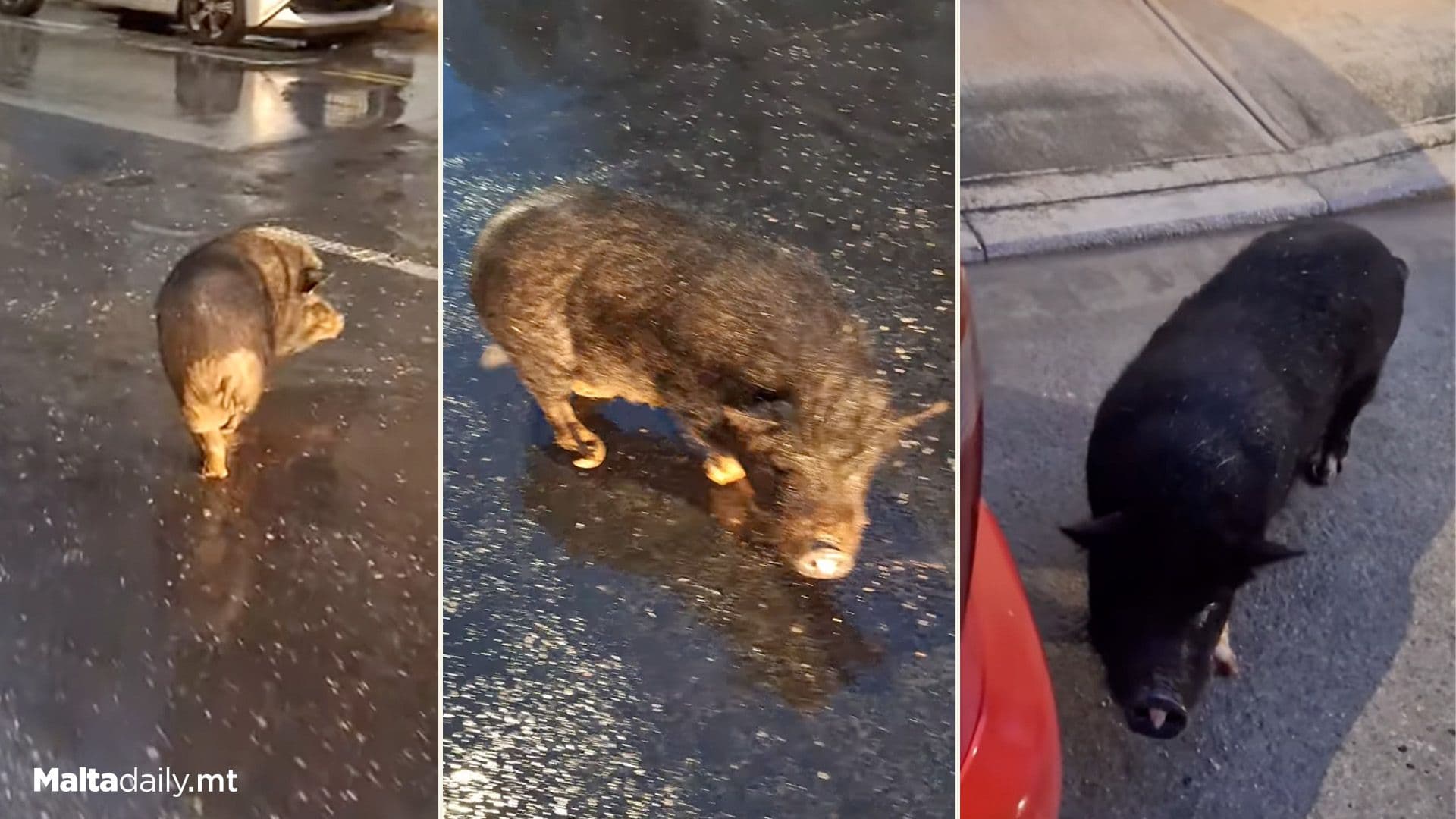 Neglected Pig Found Running Around Mosta Streets