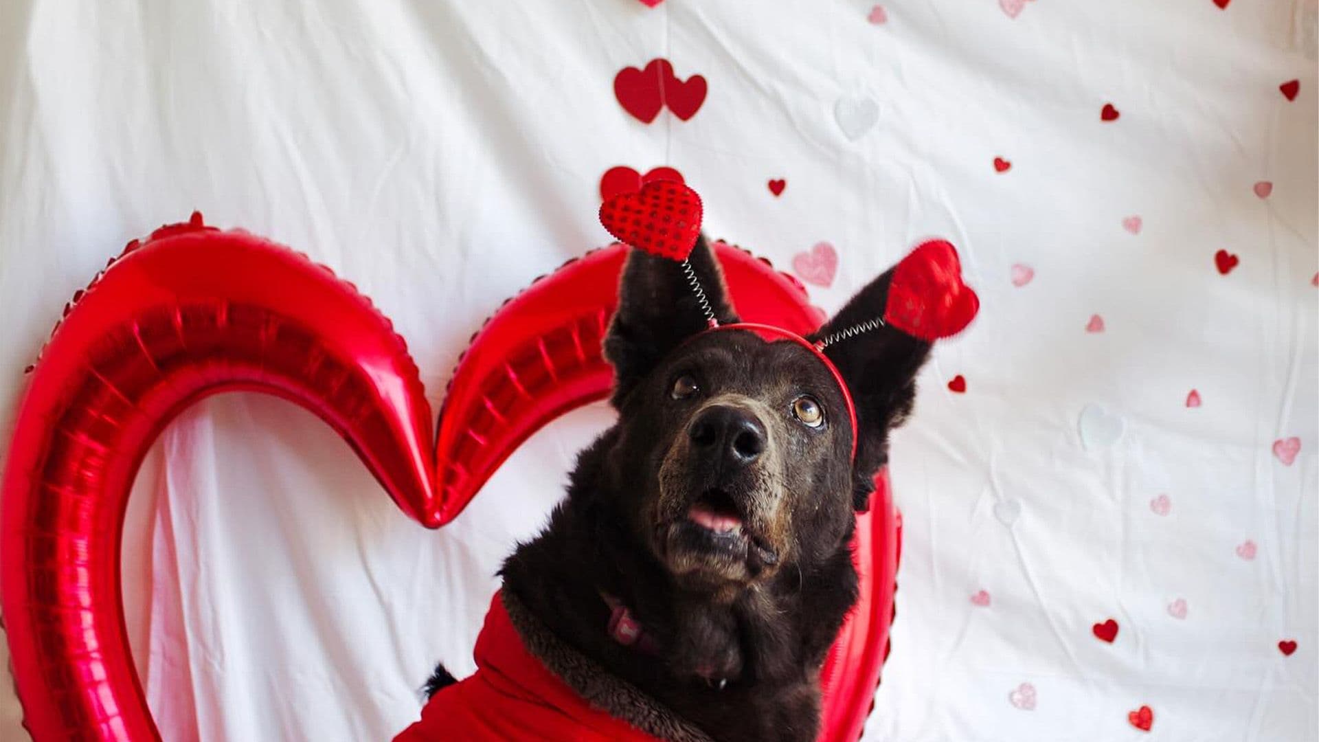 These Local Shelter Dogs Are Ready To Be Your Valentine