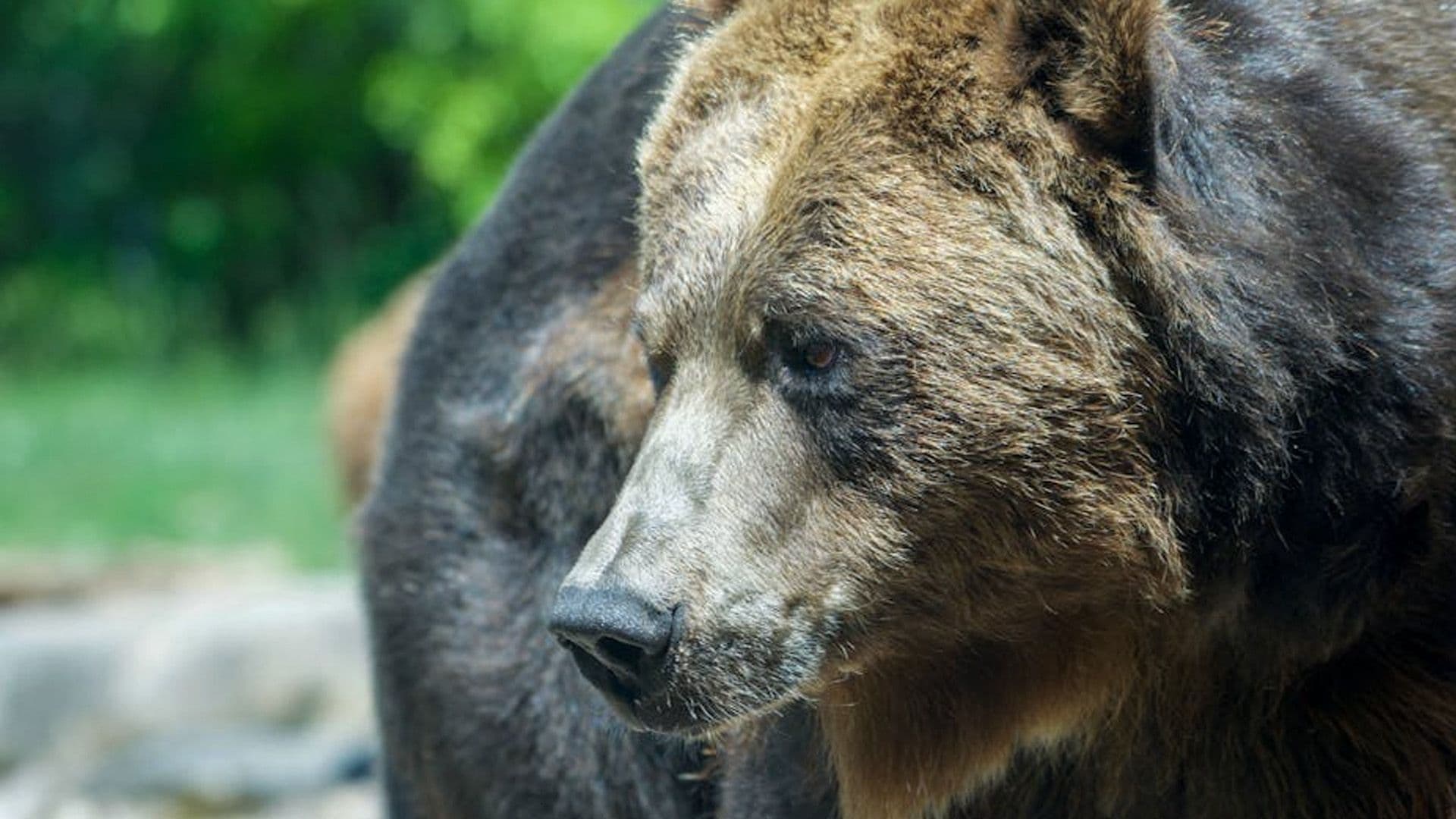 Bear That Had Been Found In Malta Relocated To Germany’s Osnabrück Zoo
