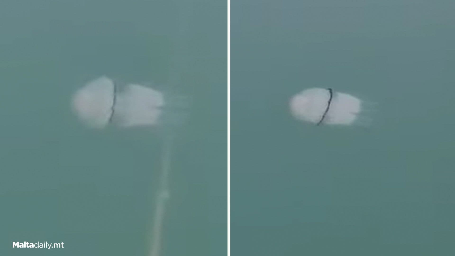 This Mediterranean Jellyfish Swims Against The Current