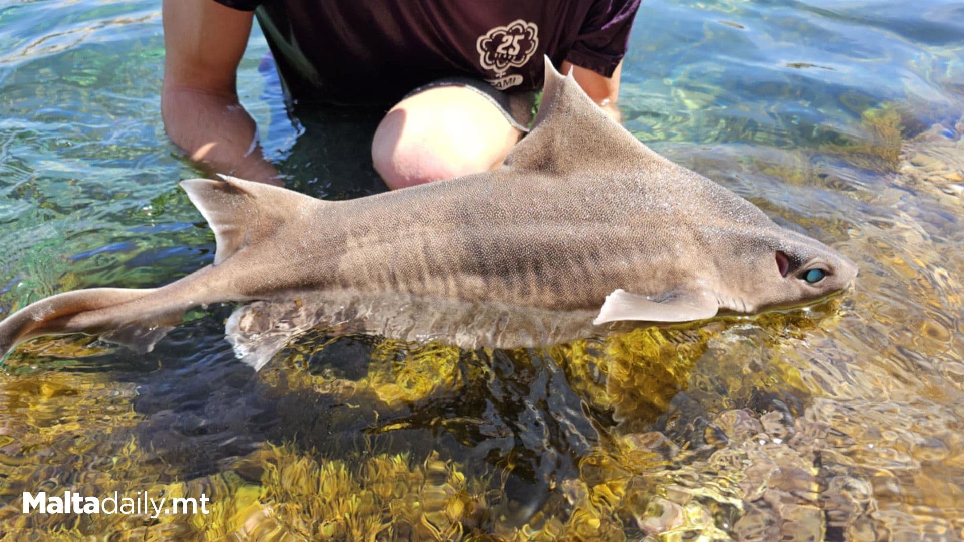 Rare Shark Rescued from Rockpool off Gozo