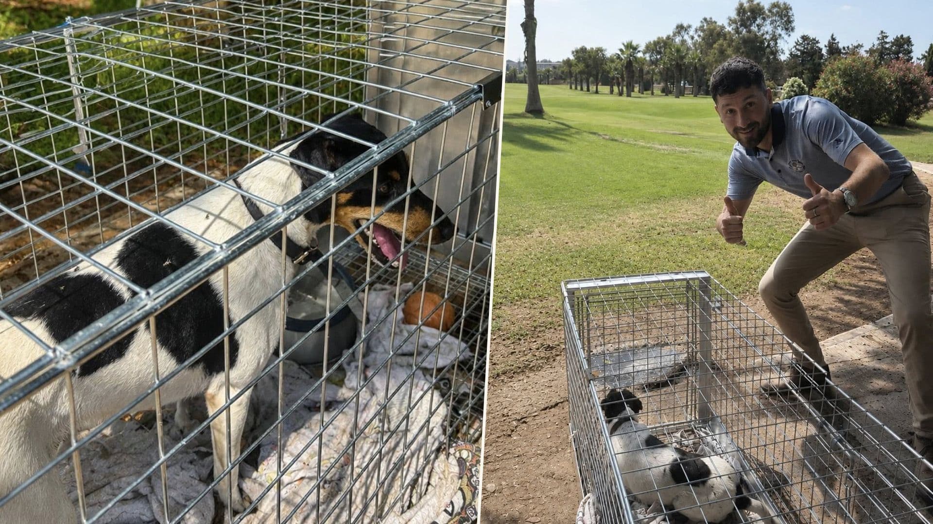 Father Of 6 Stray Puppies Also Rescued From Marsa Sports Ground