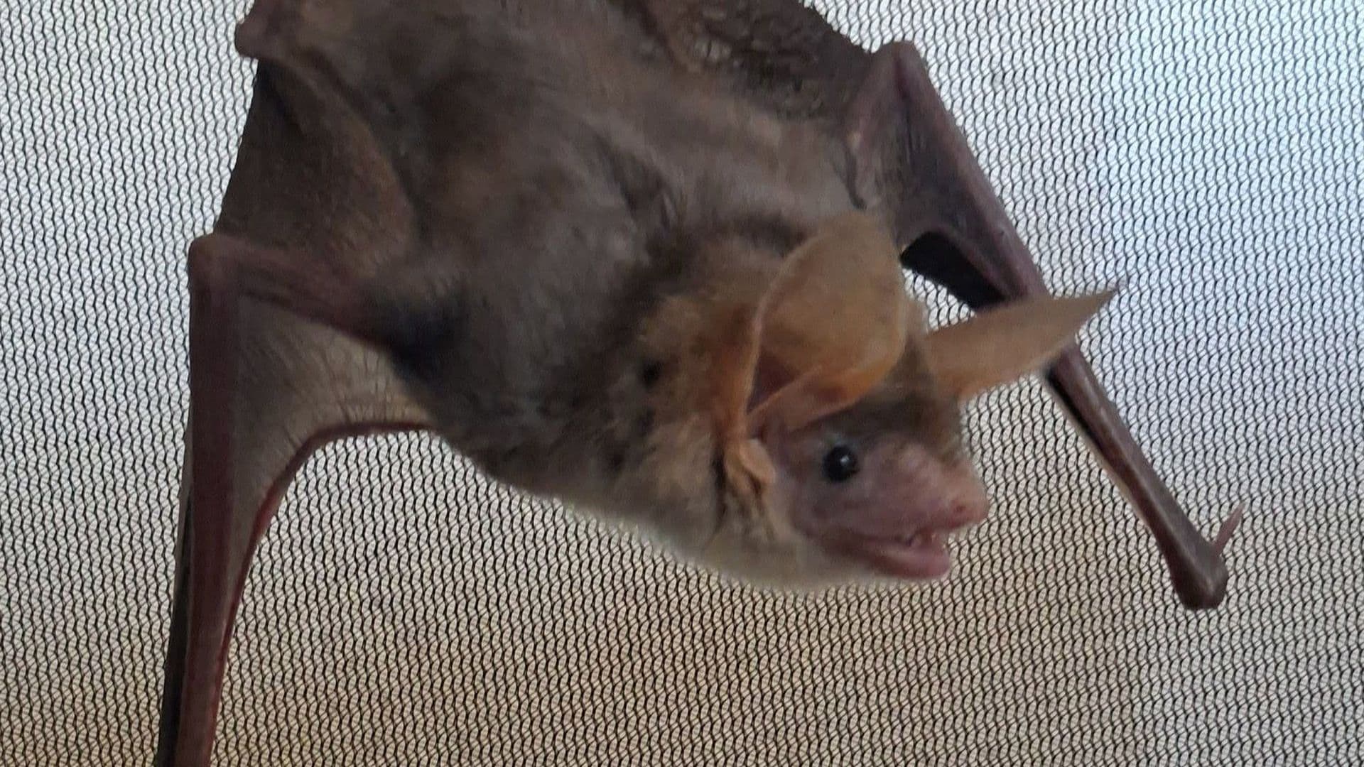 Wildlife Team Rescue Maghrebian Mouse-Eared Bat In Nadur