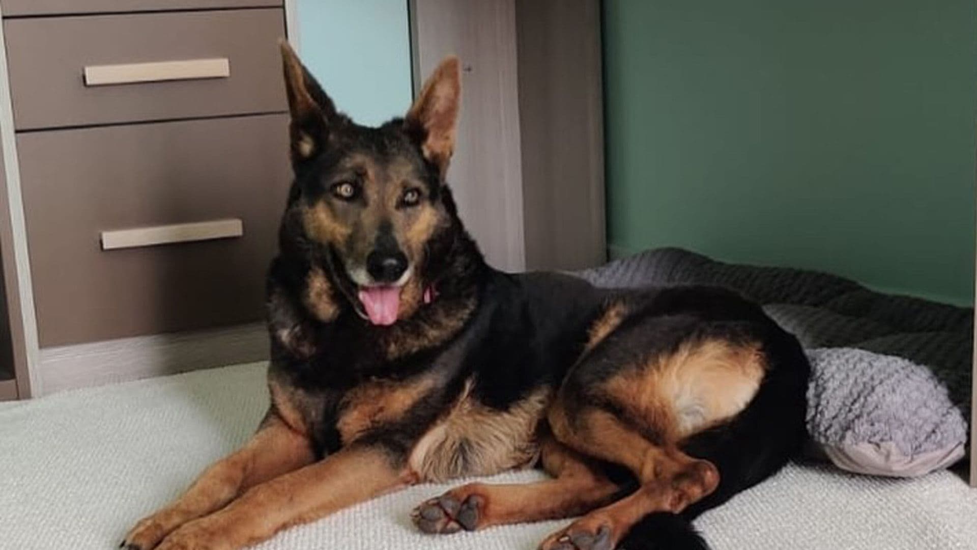 RESCUE DOG CHANCE FINALLY FINDS A PLACE TO CALL HOME