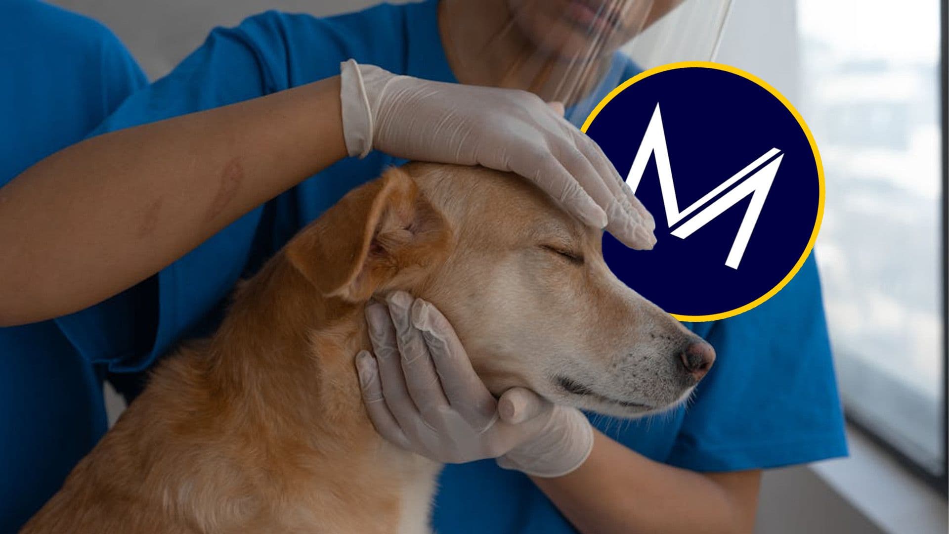 MCAST's Veterinary Medicine Course Now Recognised Across EU Countries