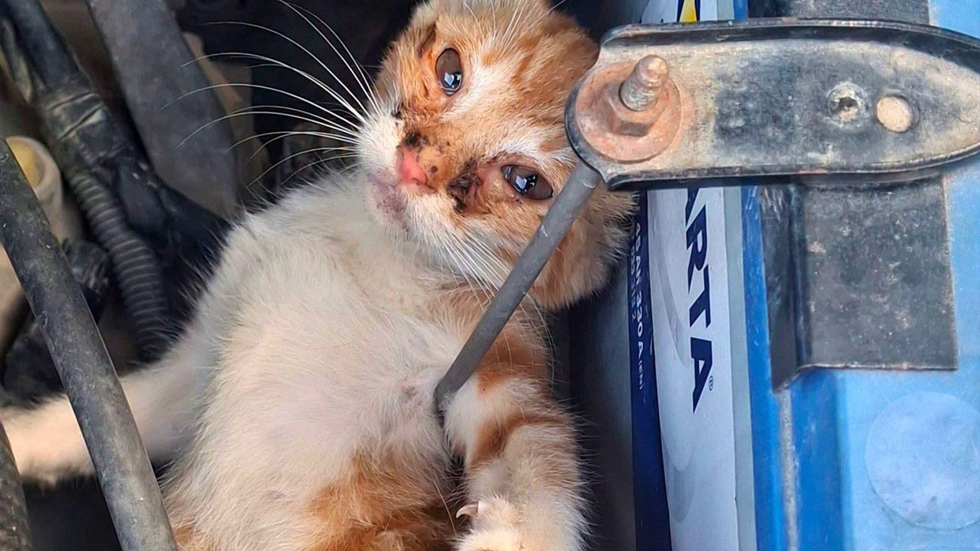 Cat Found Hiding In Car Engine After Driver Hears Meowing