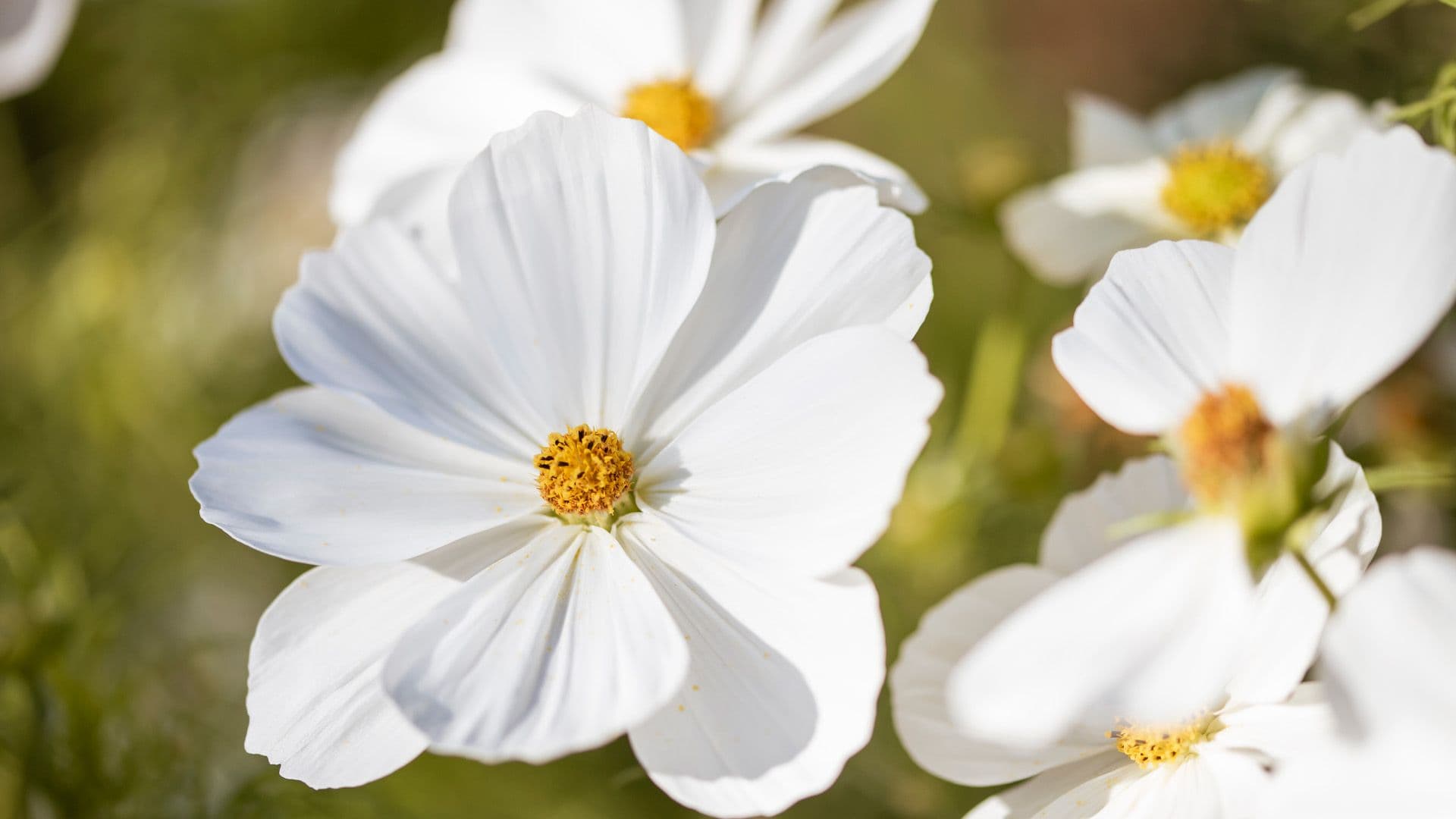 Local Parks Spotlight: Ġnien Carmelo Dimech, Mosta