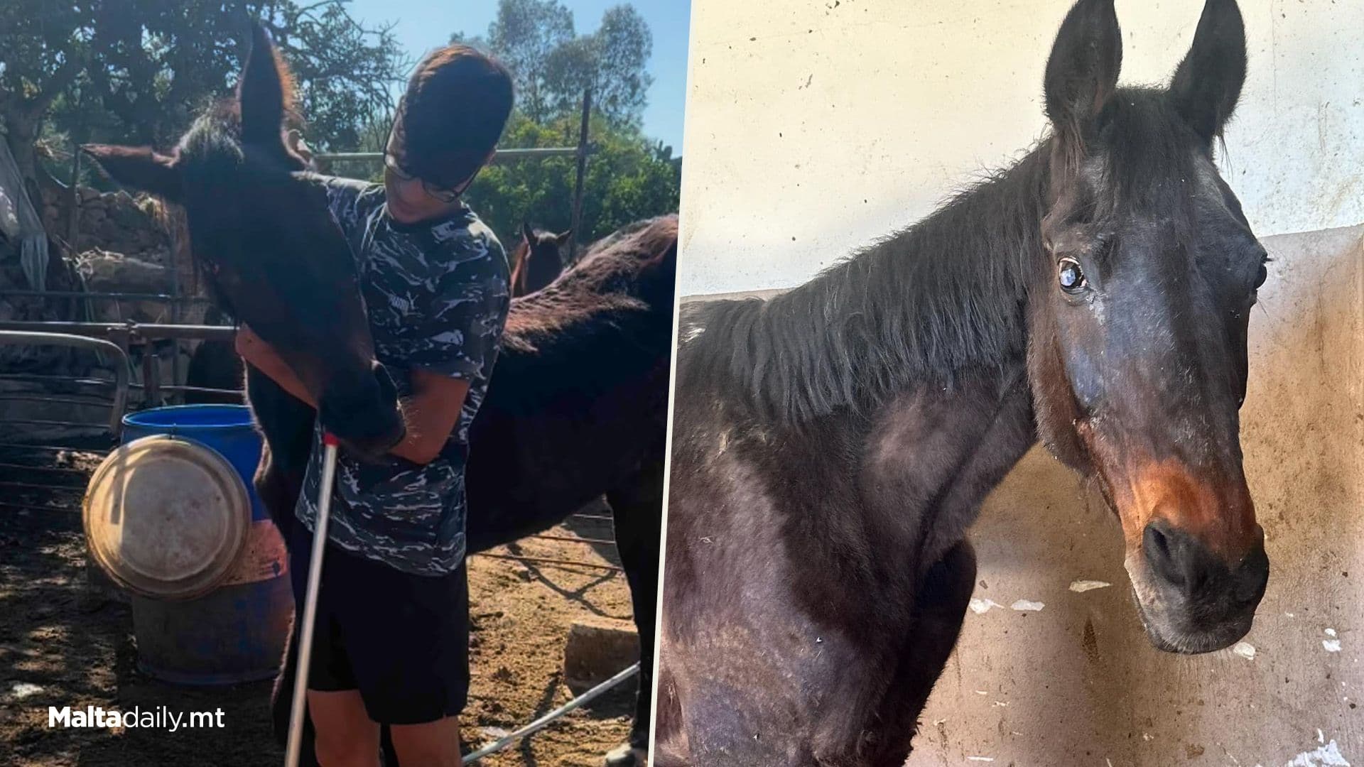 Horse Receives Love After Years Of Mistreatment