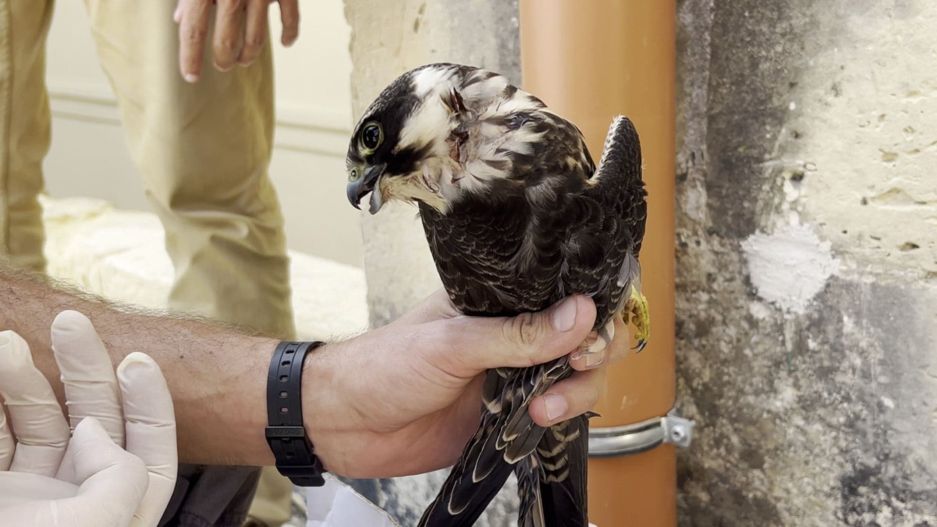 Shot Protected Eurasian Hobby Falls In Local School Grounds