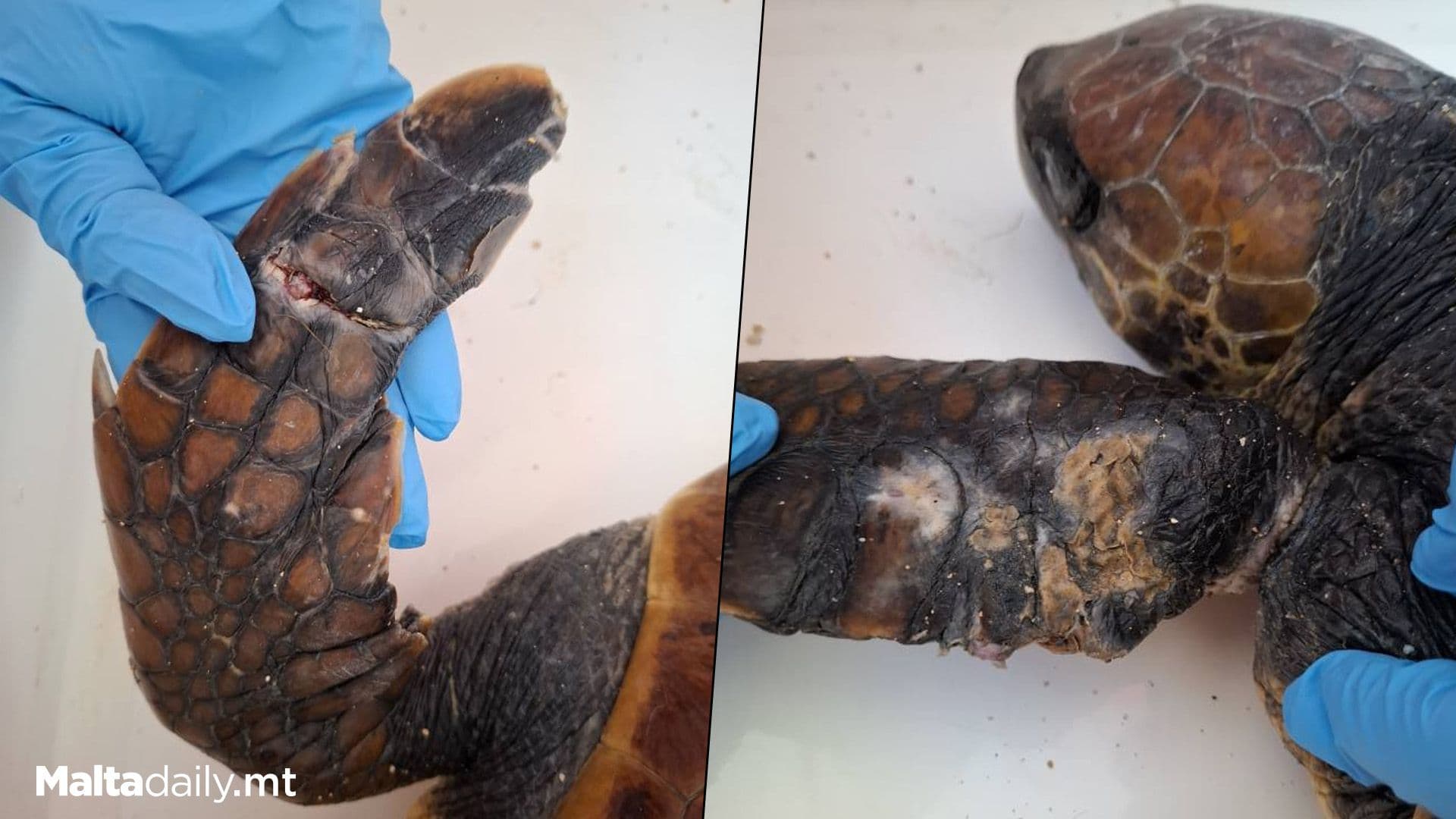 Injured Turtle Rescued By Expats, Wildlife Team
