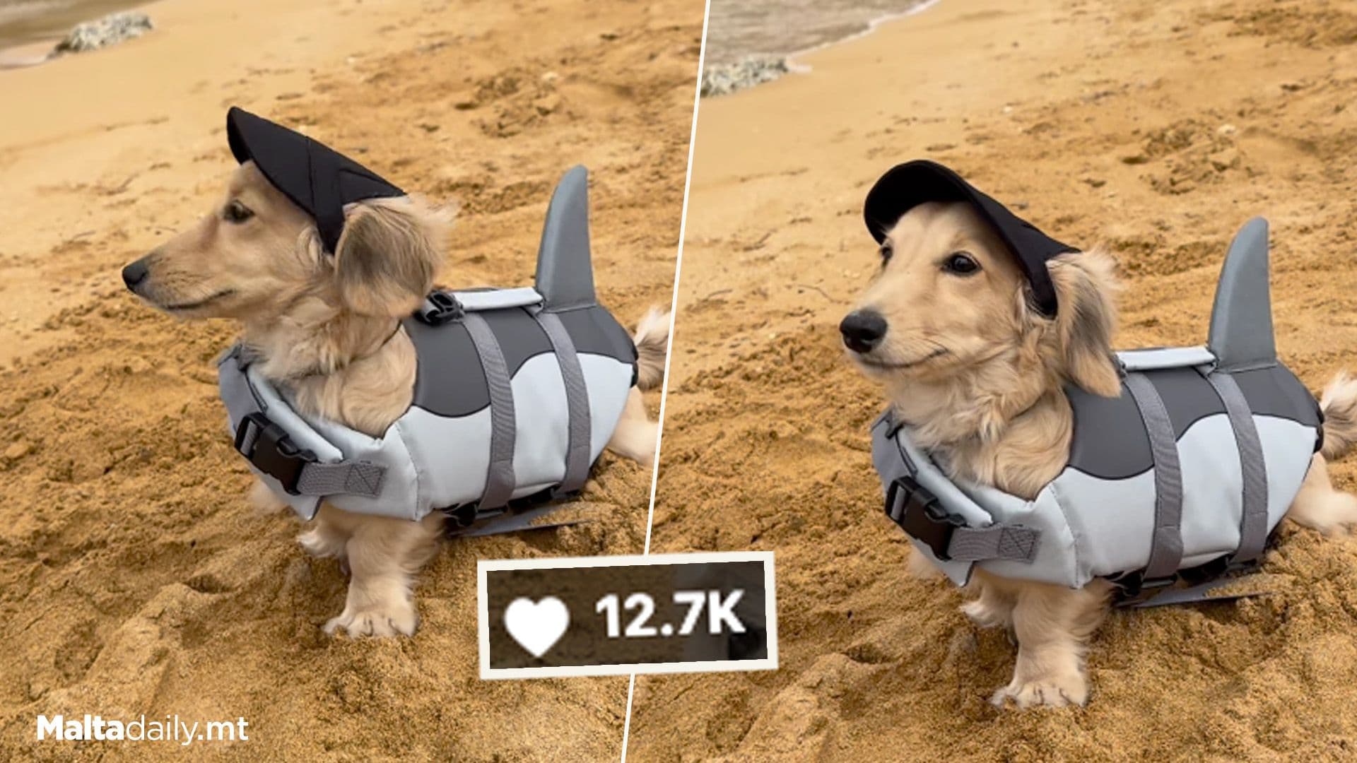 Local Dog Dressed As Shark At Beach Goes Viral