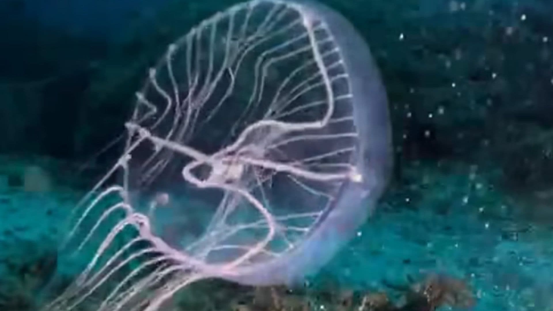 Rare Stinging Jellyfish Spotted In Maltese Waters
