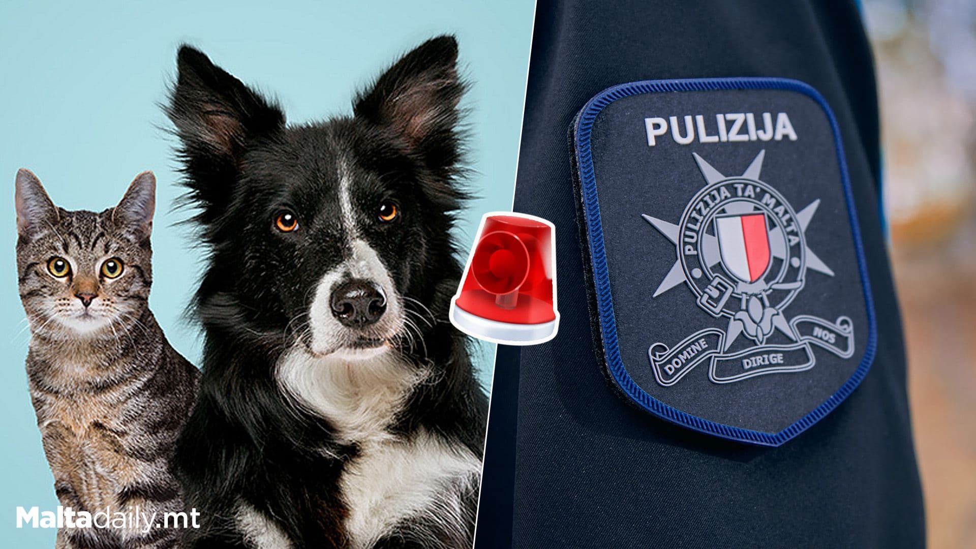 Malta Daily Confirms Investigations On The Way Regarding Gozitan Butcher Using Dog And Cat Meat