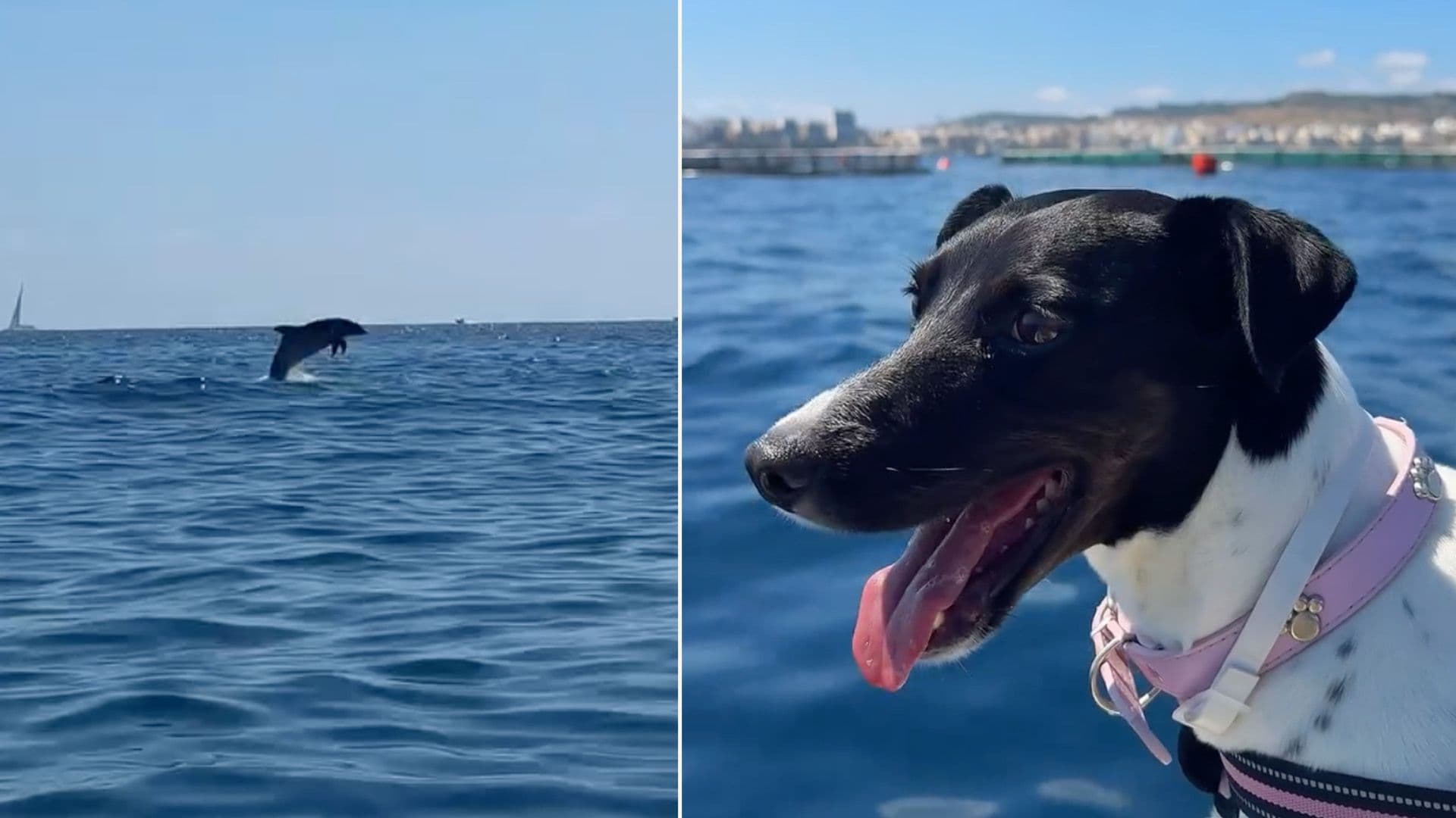 Local Dog Sees Dolphins For The 1st Time Out At Sea