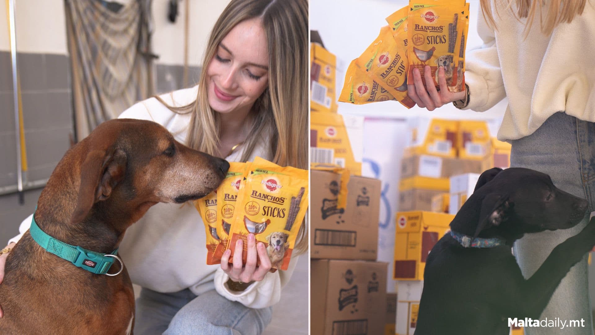 Over 580 Food Packets, Pouches Donated For World Animal Day Campaign