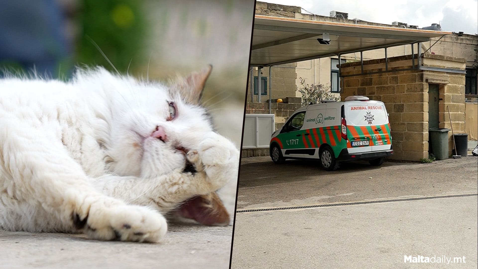 Here’s What To Do When You See An Animal In Need!