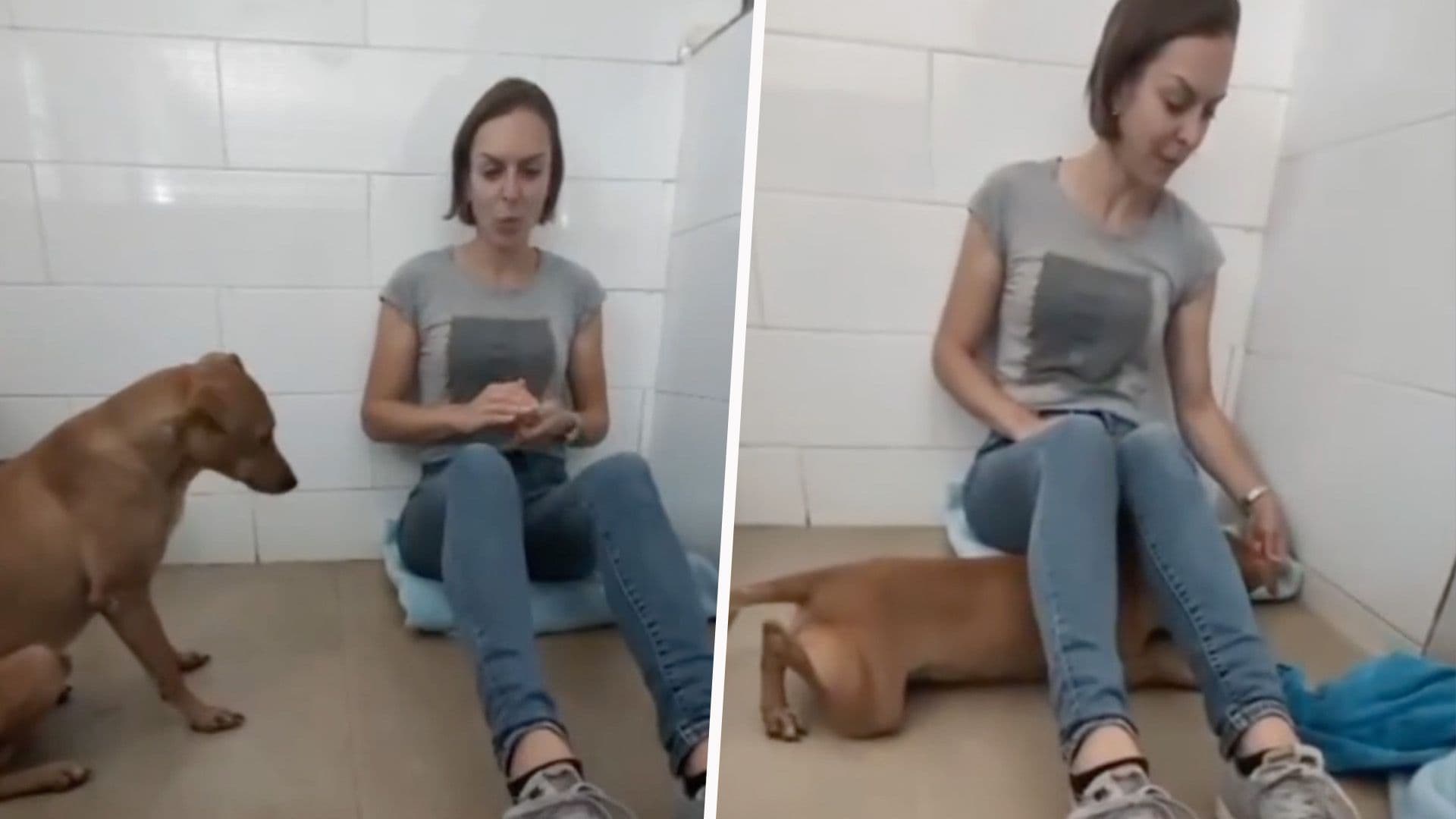 Shy Shelter Dog Bonds With Tourists Who Spent Holiday Helping At AAA