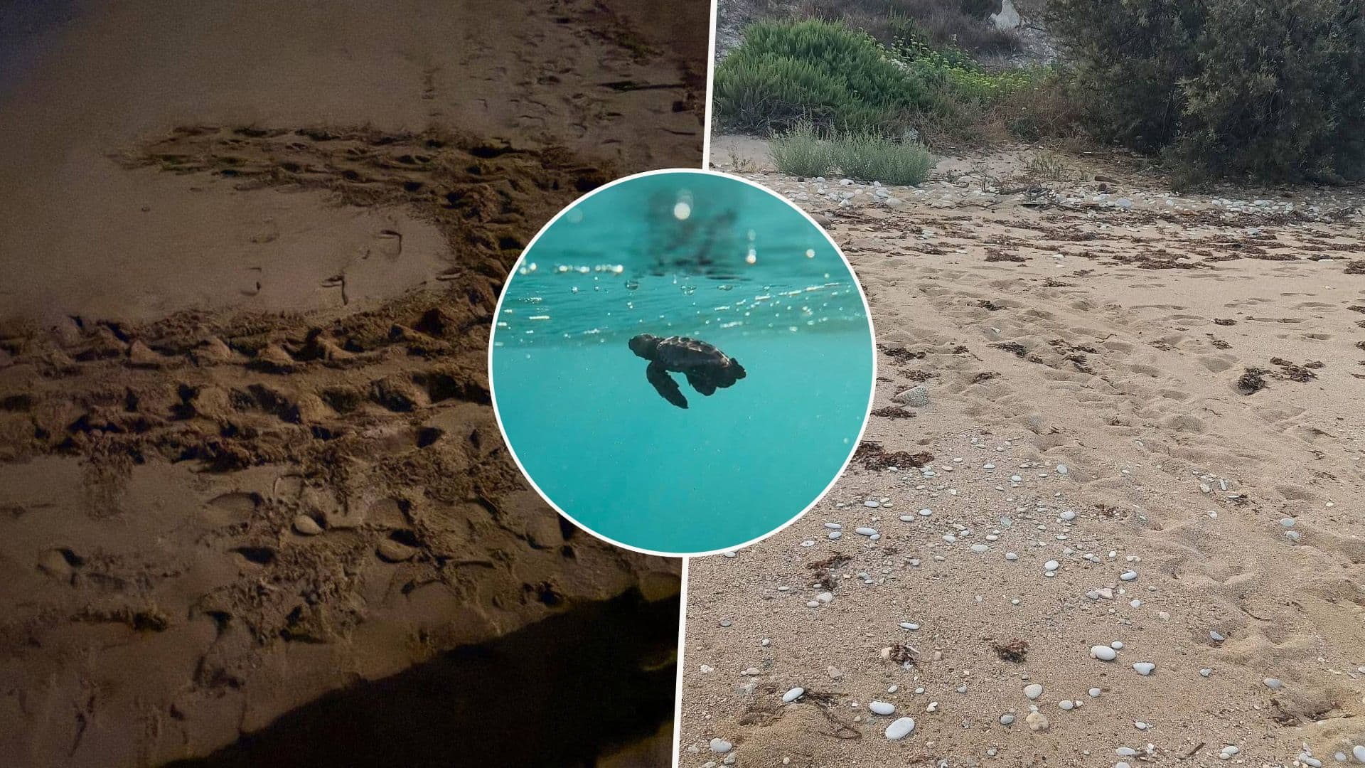 Malta’s Turtle Nesting Season Closes With Zero Nests