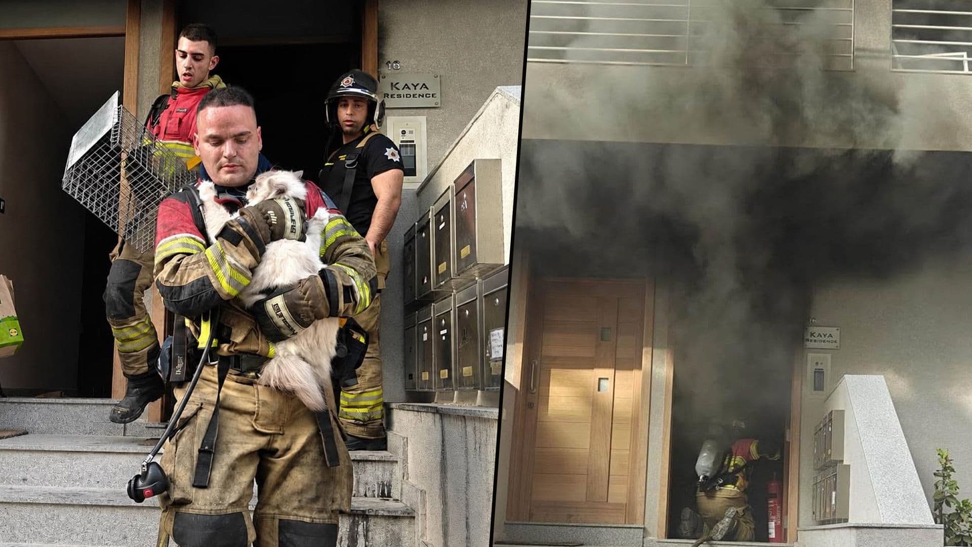 Two Cats & One Dog Rescued From Żebbuġ Apartment Fire