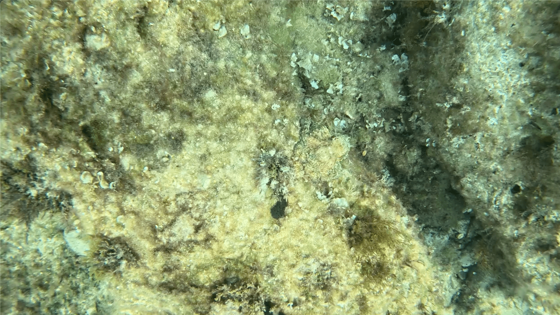 Marine Biologist Captures Octopus Funnel In Underwater Video