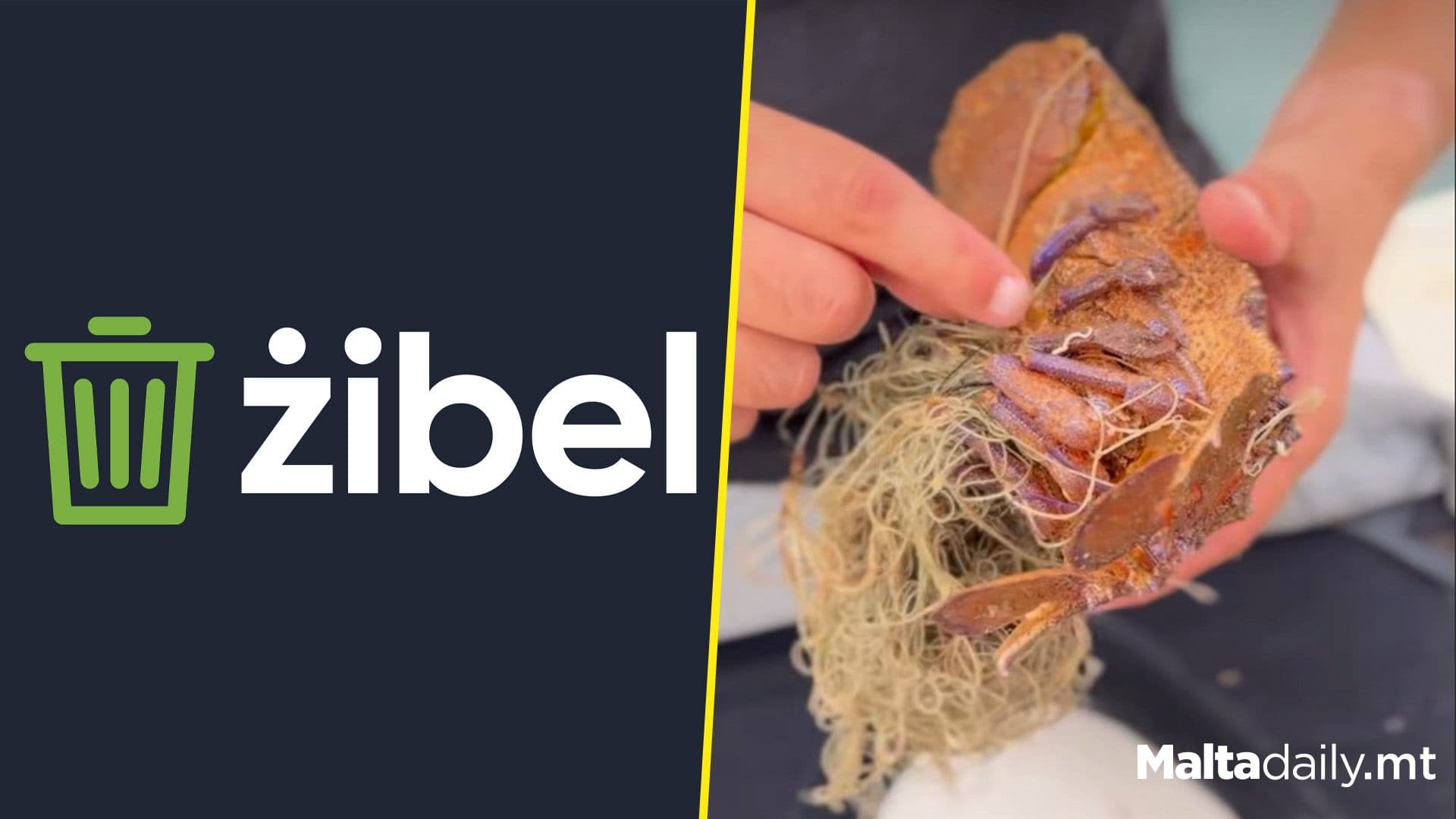 Żibel Team Rescues Slipper Lobster