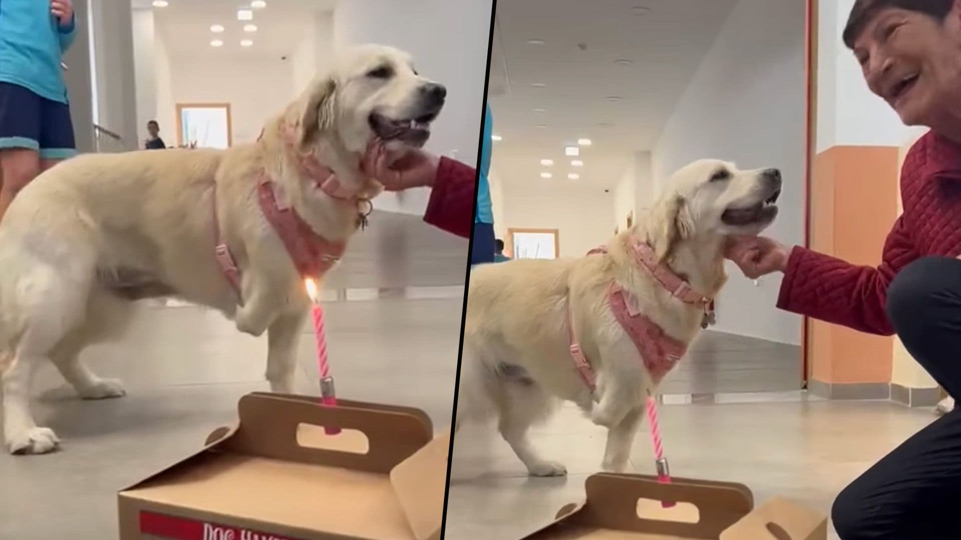 Gozitan School Dog Awaiting Prosthetic Leg Given Birthday Gift