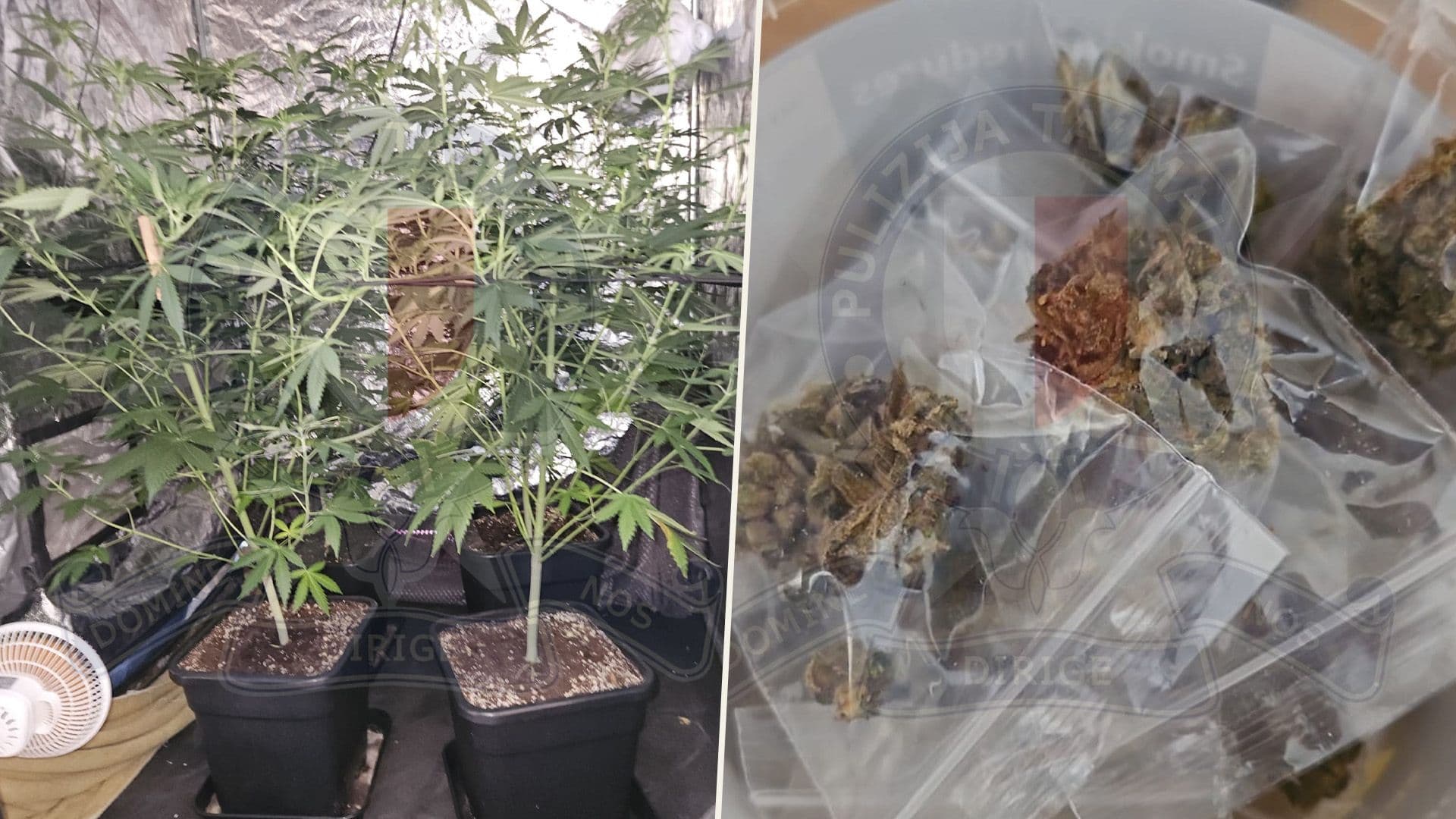 Three Men Arrested For Illegally Cultivating Cannabis Plants In Gozo