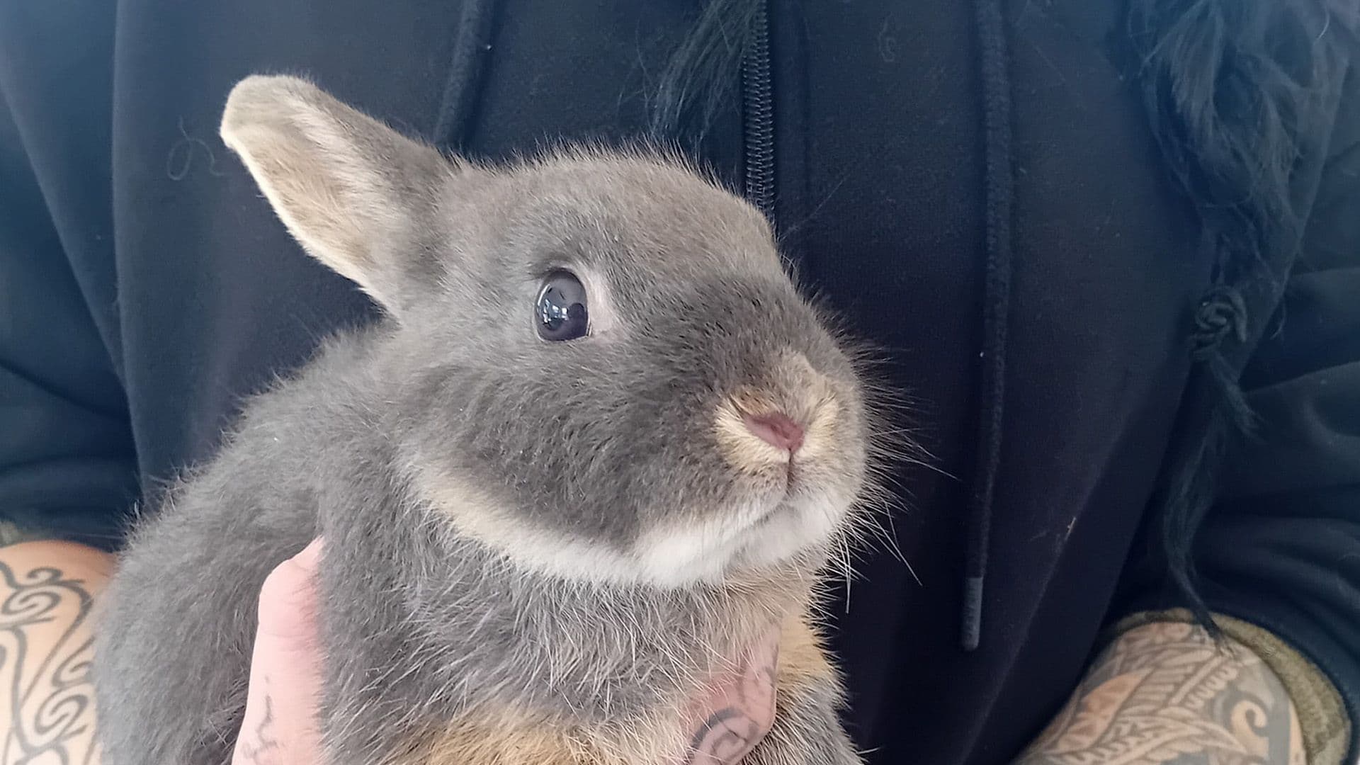 Rabbit In Cage Dumped Outside Shelter Gate In Cold & Wind