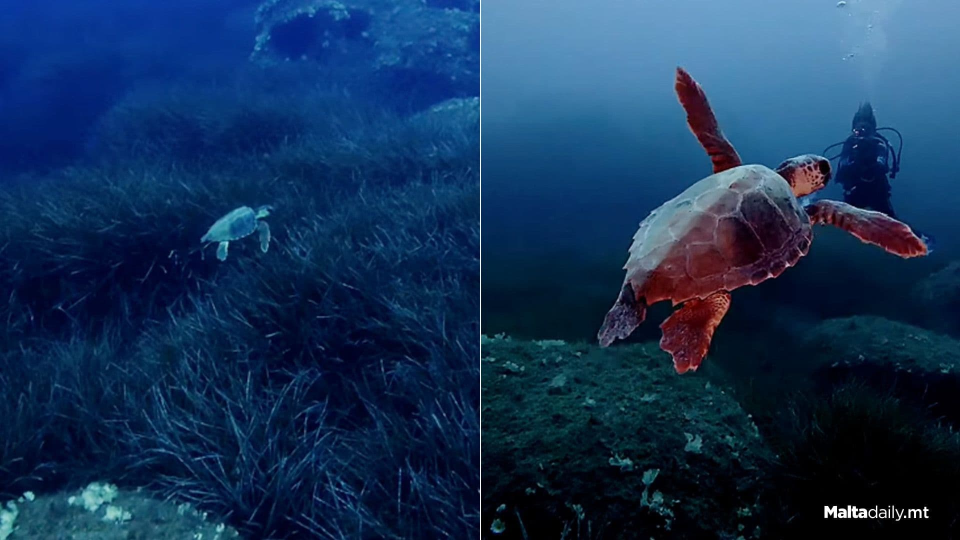 Up Close With A Little Turtle In Ċirkewwa