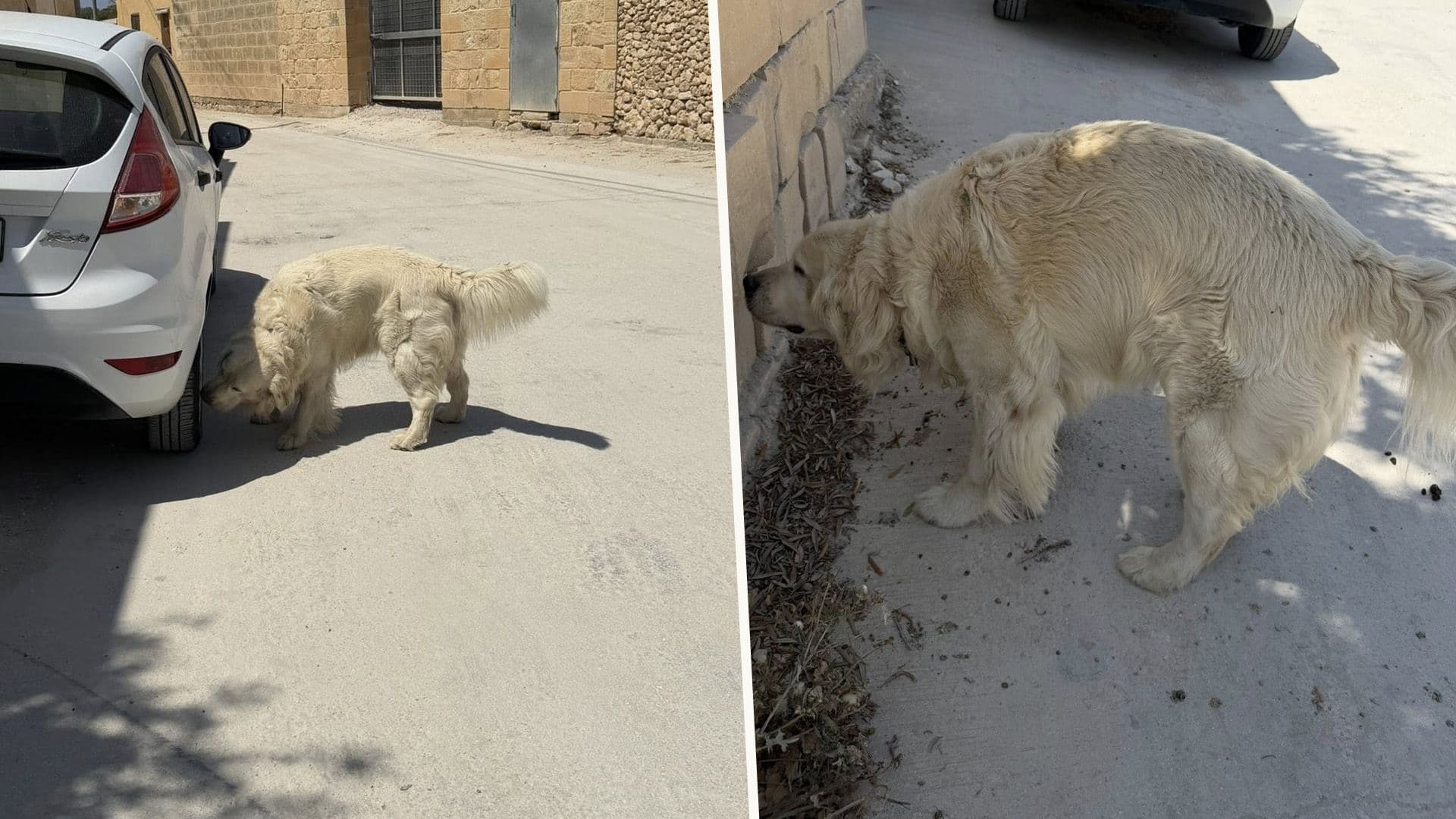 Friendly Golden Retriever Found Roaming Around In Magħtab Area