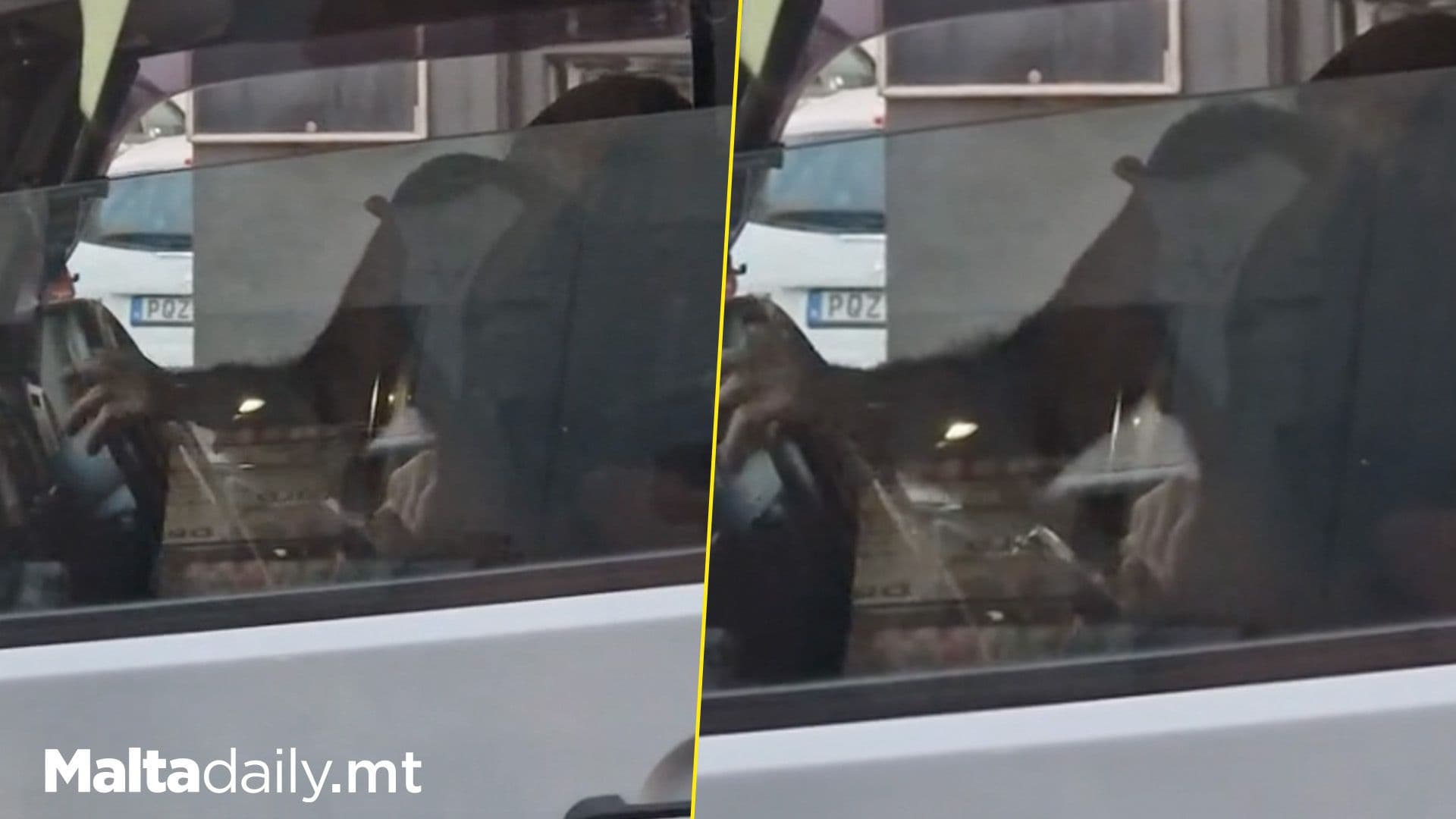 Chimpanzee Spotted Turning Steering In Car In Malta