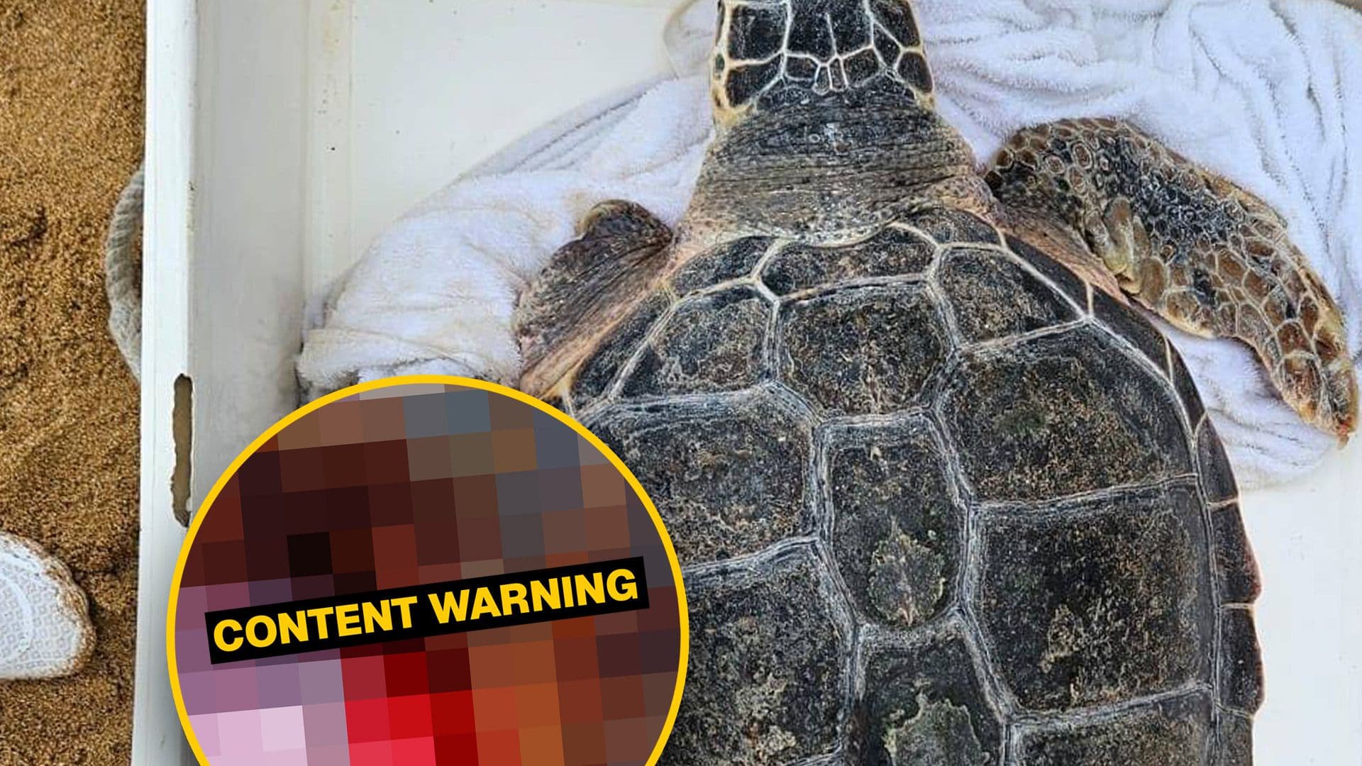 Turtle Found Dead In St Julians Following Boat Injury