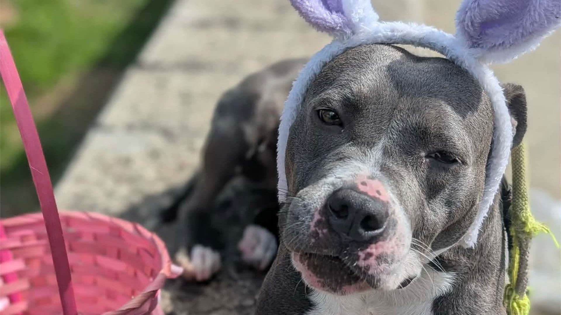 Look At These Cute Shelter Dogs Currently For Adoption