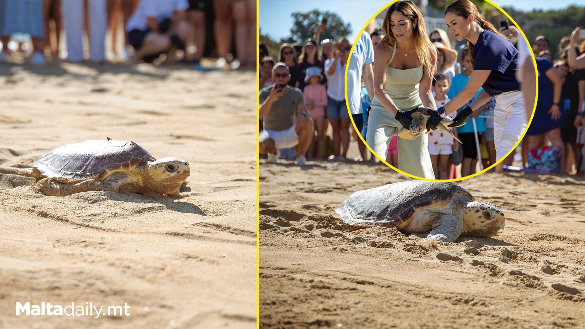 Two Turtles Released At Golden Bay As Fifteen Recover At Xrobb L-Għagin