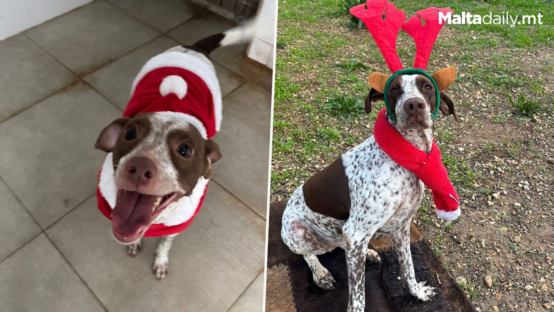 Shelter Dogs Dress Up For Christmas