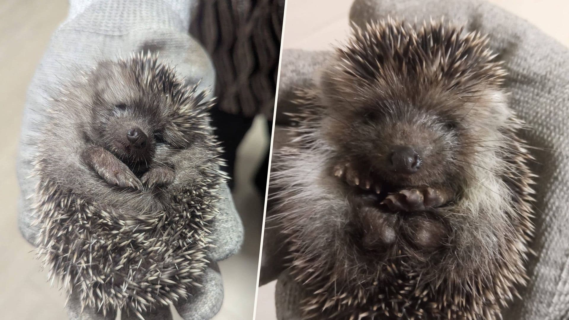 Two Little Hedgehogs Too Small To Survive Alone Rescued In Gozo