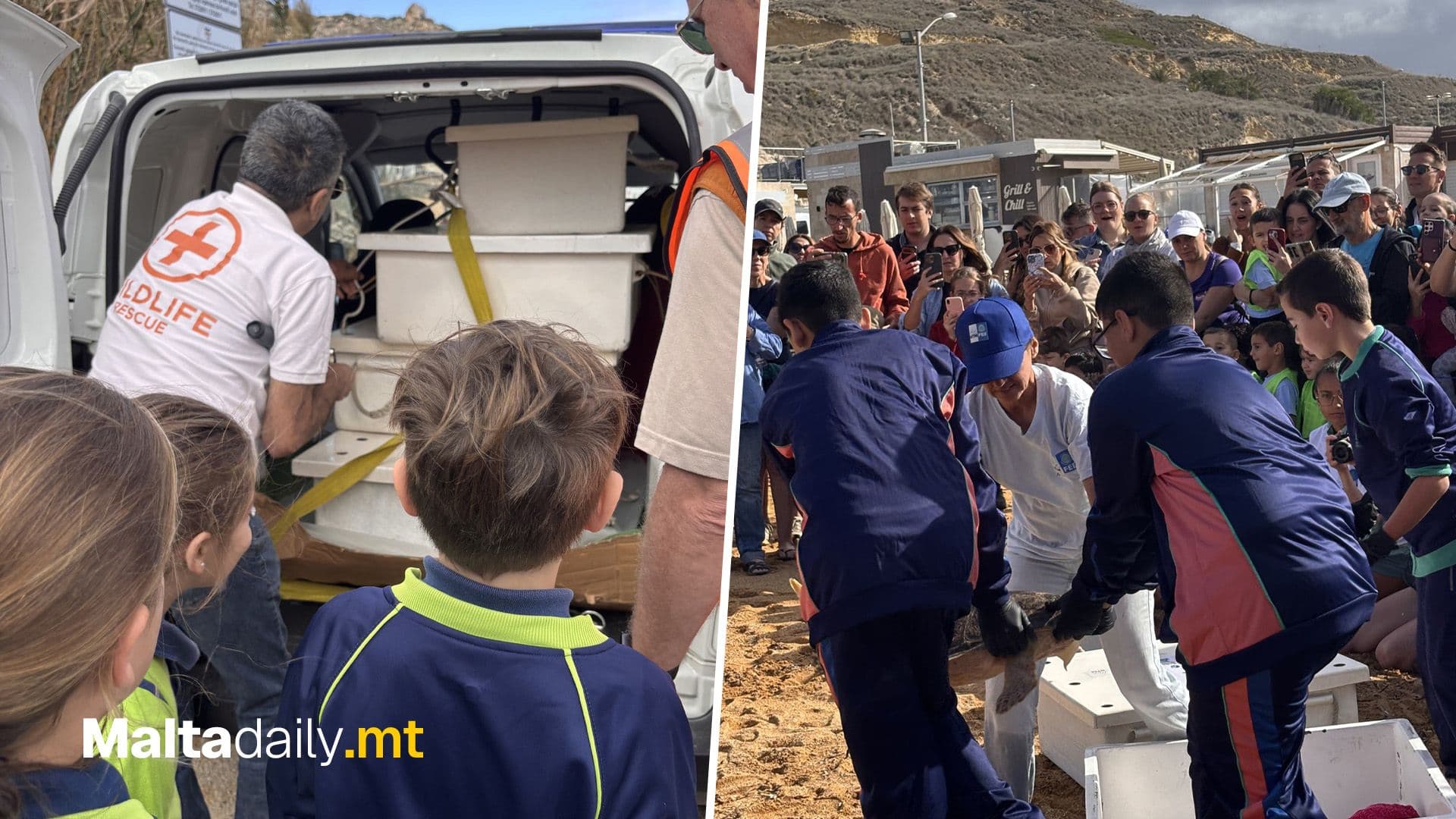 Students Attend The Return Of Rescued Turtle Arielle At Gnejna Bay