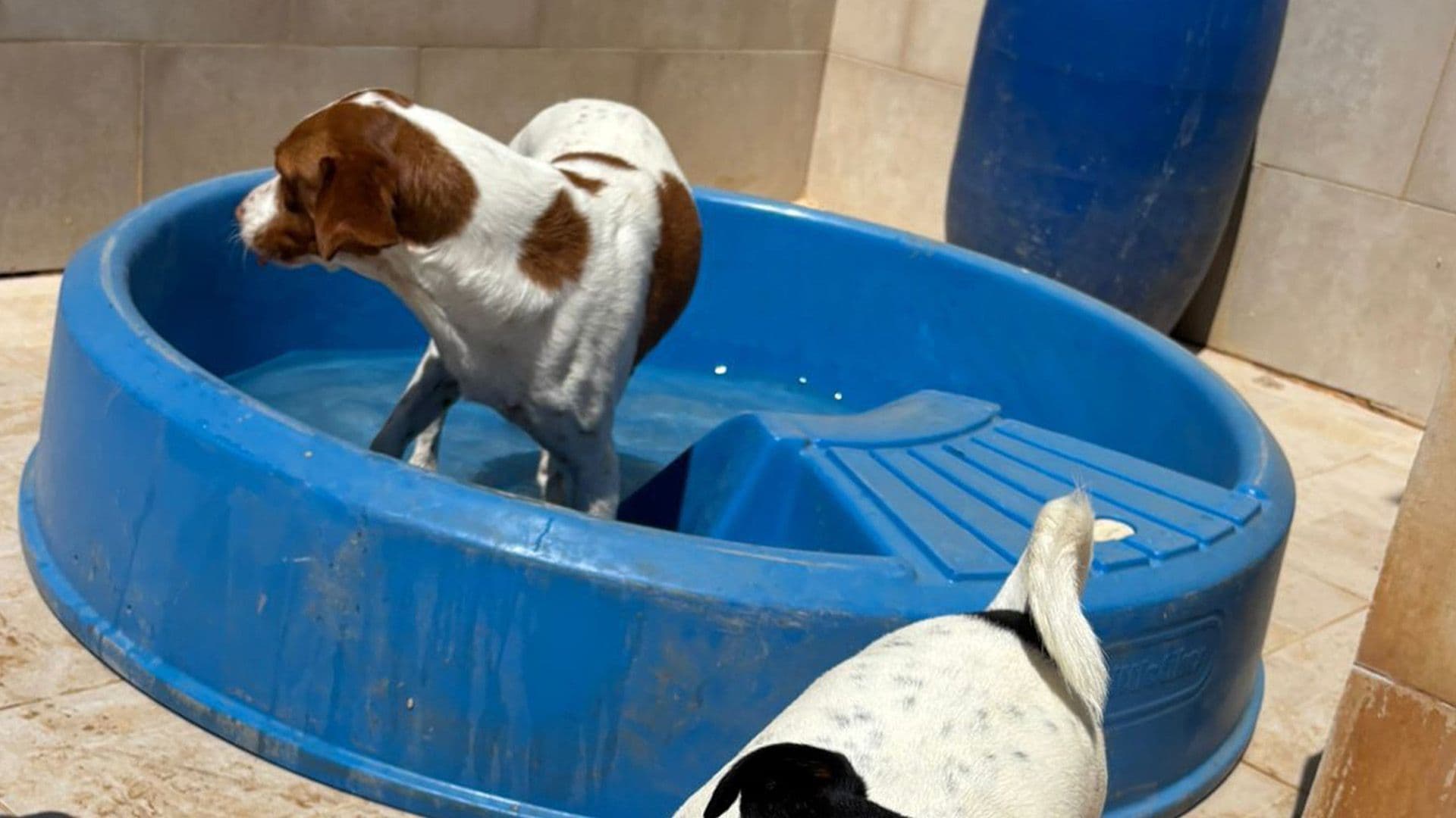 These Local Shelter Dogs Are Enjoying The Summer Sun
