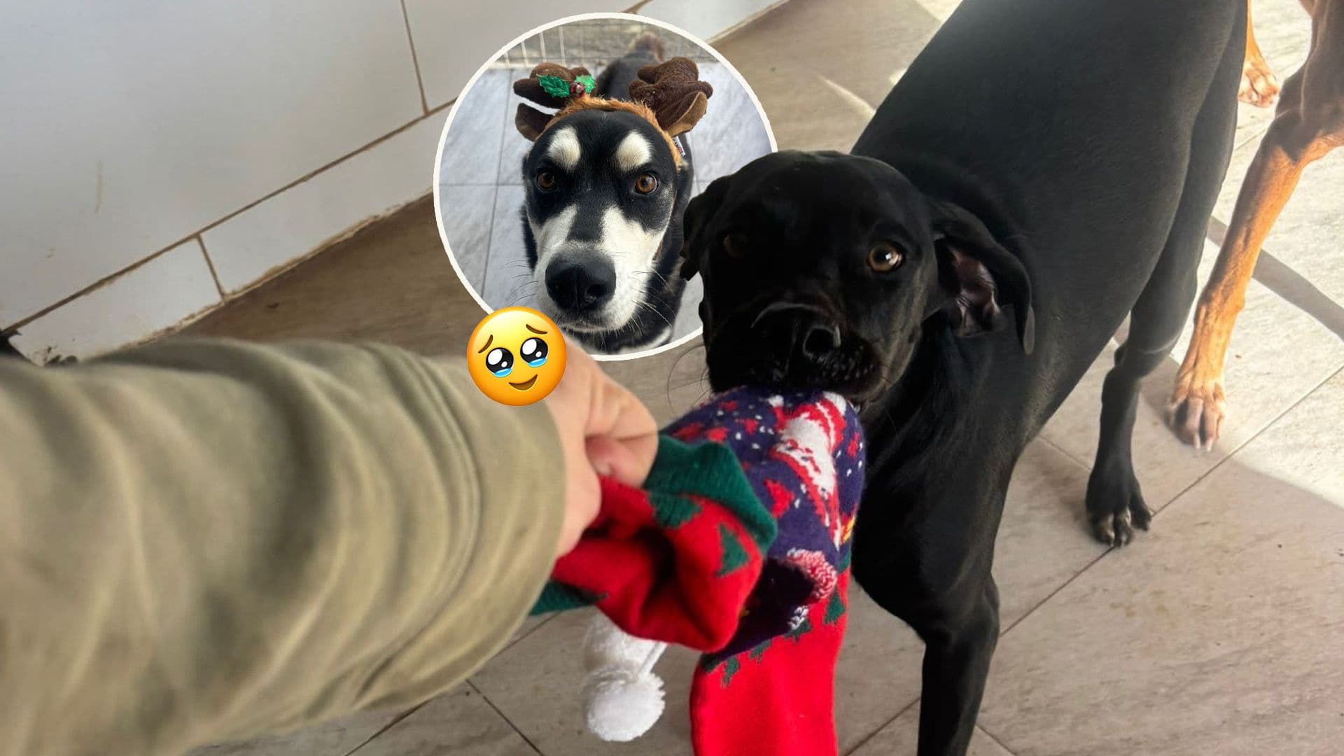 Christmas Party For Local Shelter Dogs!