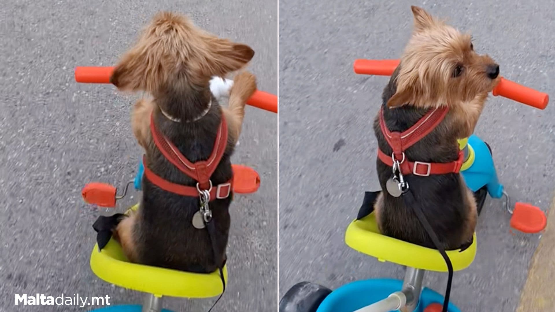 TikTok Of Local Dog On Kid’s Bicycle Goes Viral