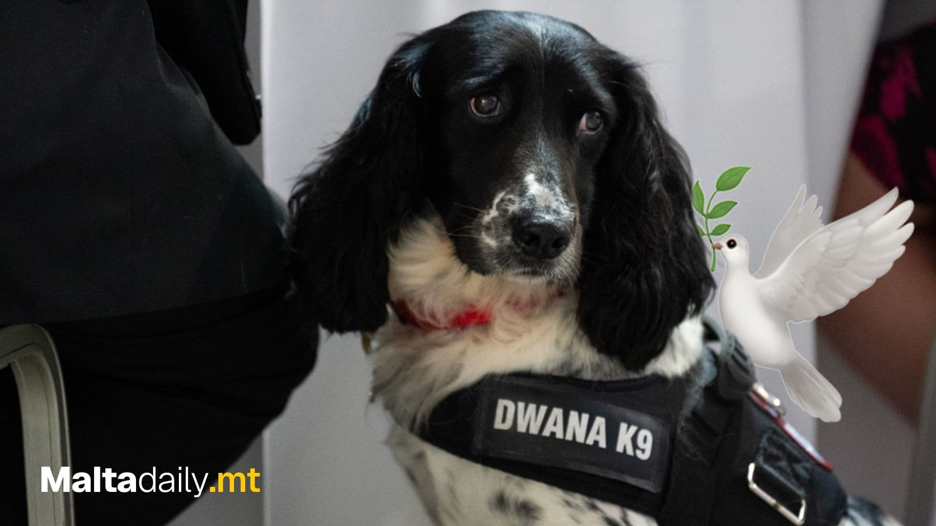 Customs Dog Peter Dies Aged Nine