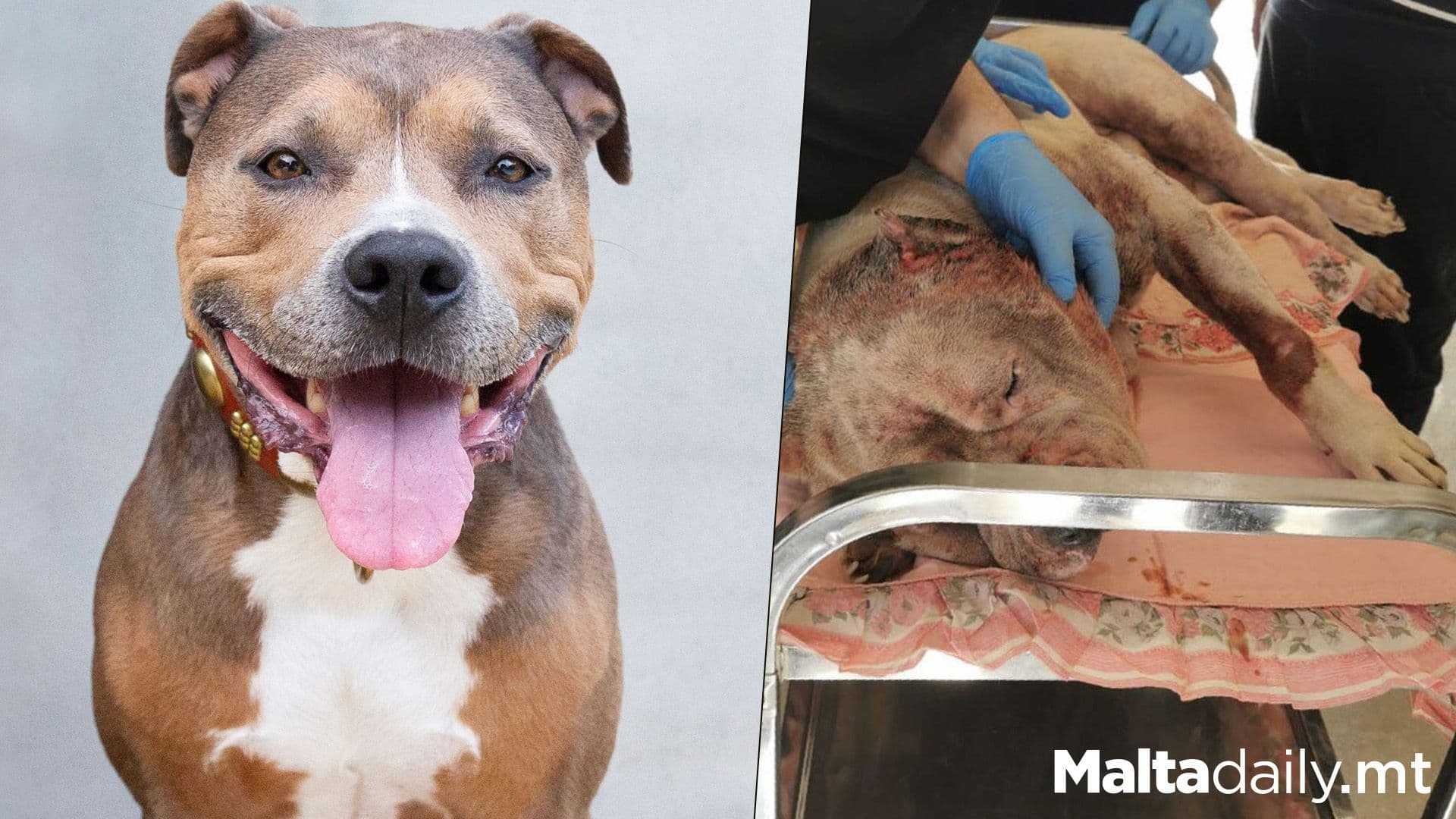 Petition For Temporary Bull-Breed Breeding/Importation Ban