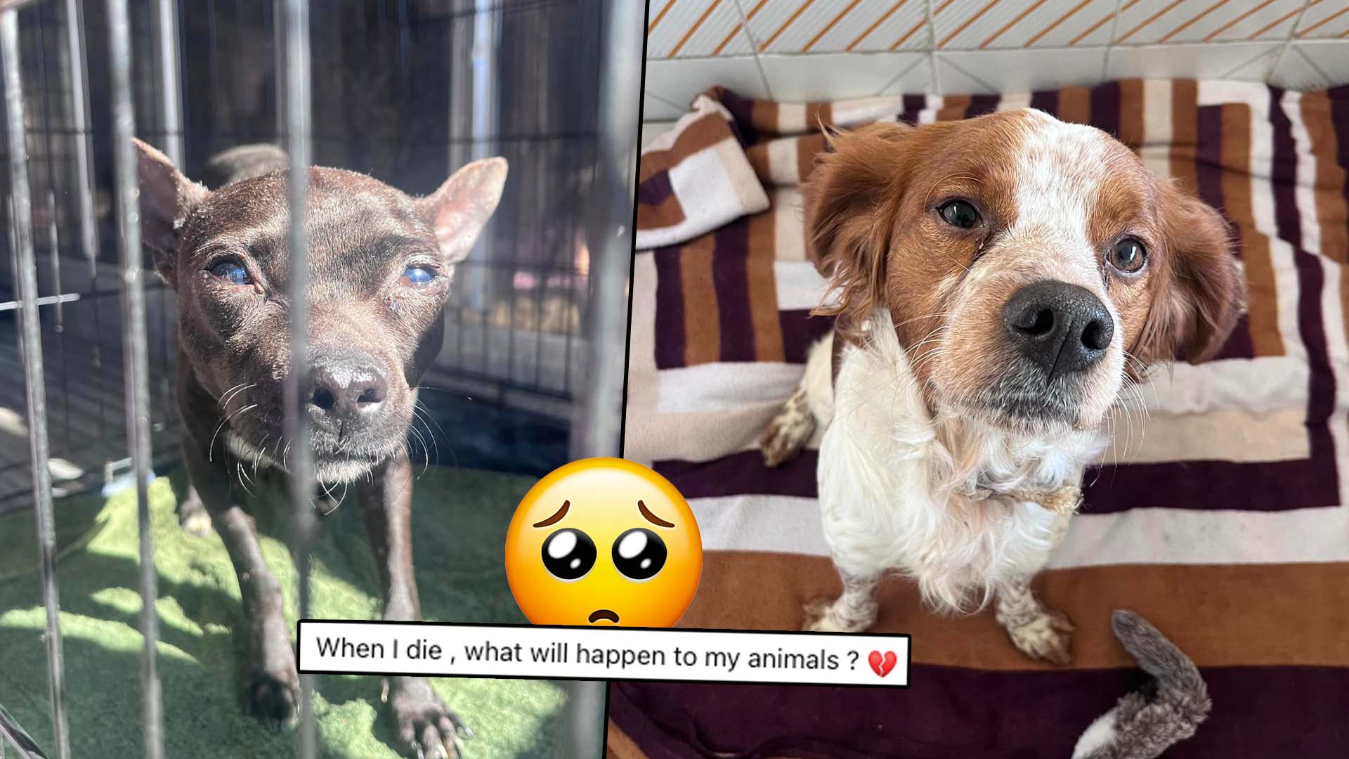 MSPCA Adopts Dogs After Elderly Owner Passes Away