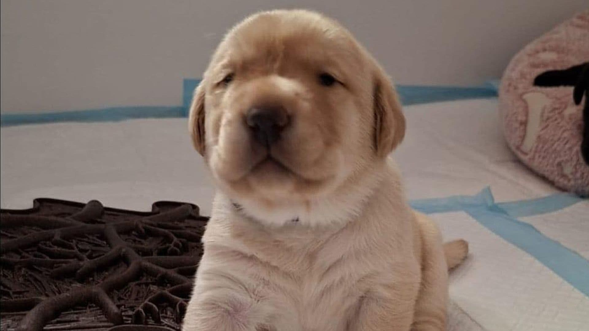 New Service Dog Named Ink For Inklużjoni By Minister